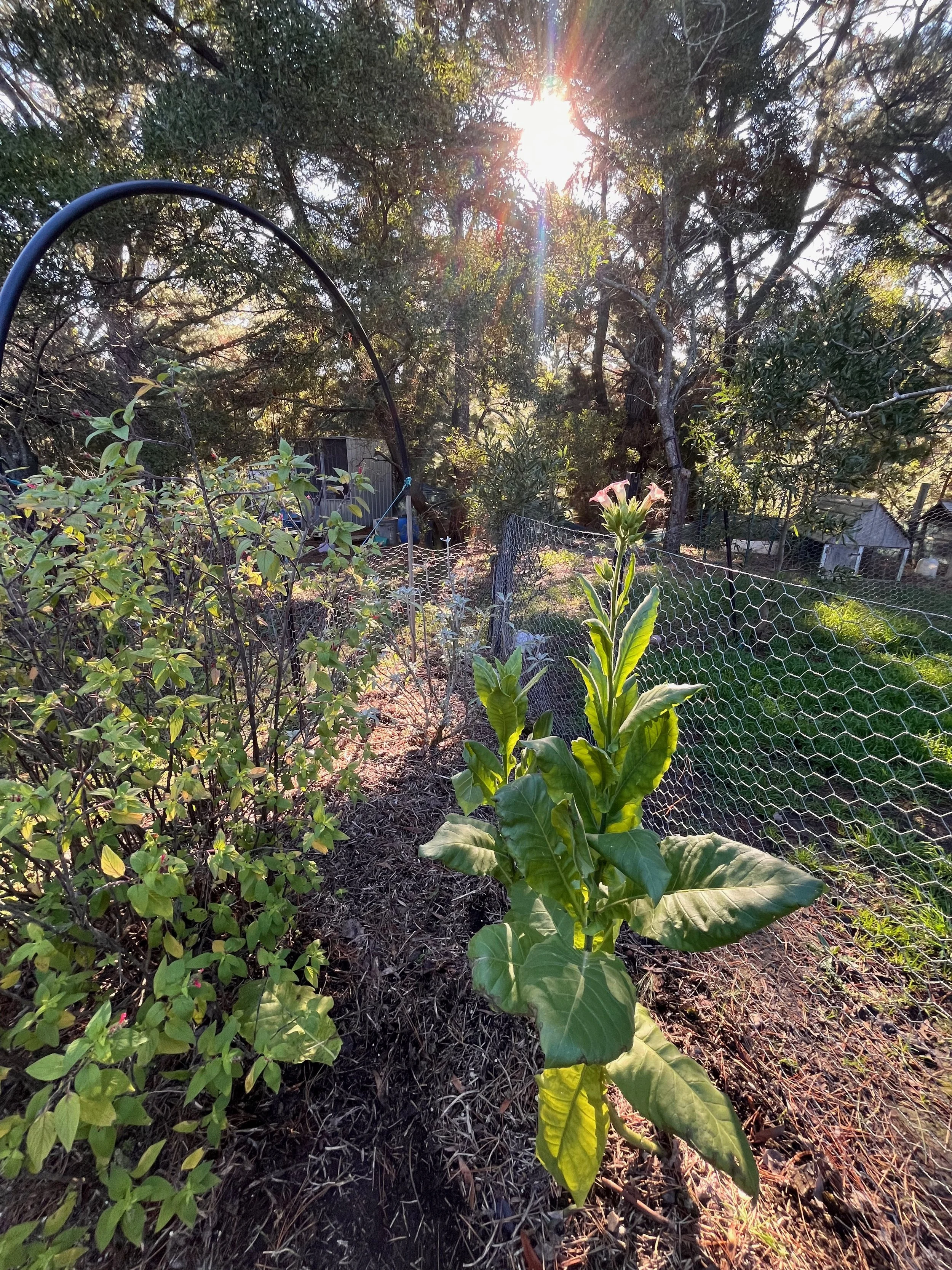 tobacco in the sun.jpeg