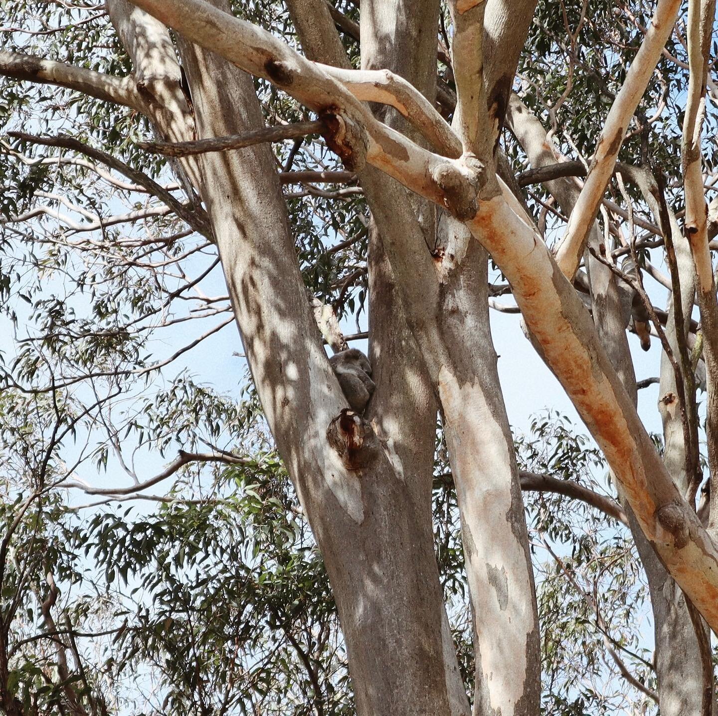 Since 2015 we&rsquo;ve been counting &amp; marking the locations of koalas seen on the property

Yesterday we hit the 200th koala sighting! 🐨🌿

#koala #bear #australia #sydney #adventure #camp #wcc