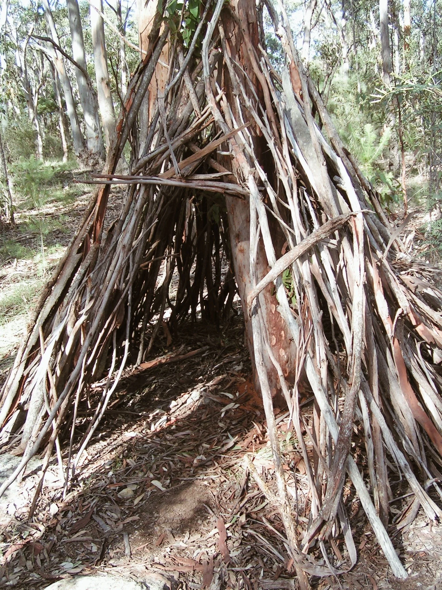 Nature activity. Bush experience.