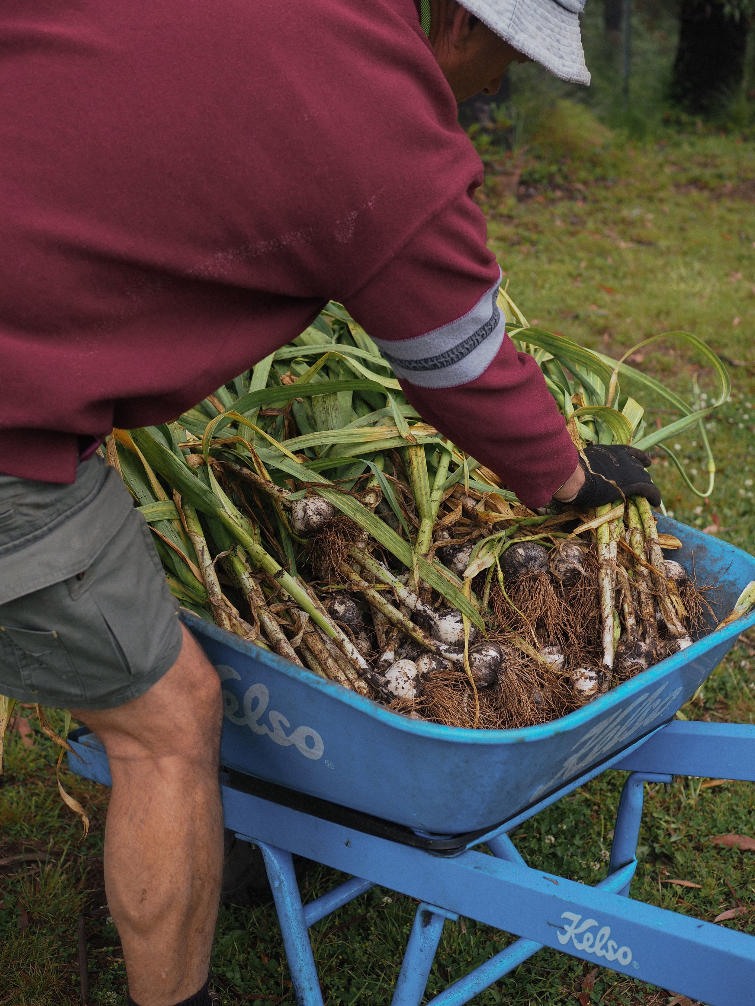 Australian-grown garlic