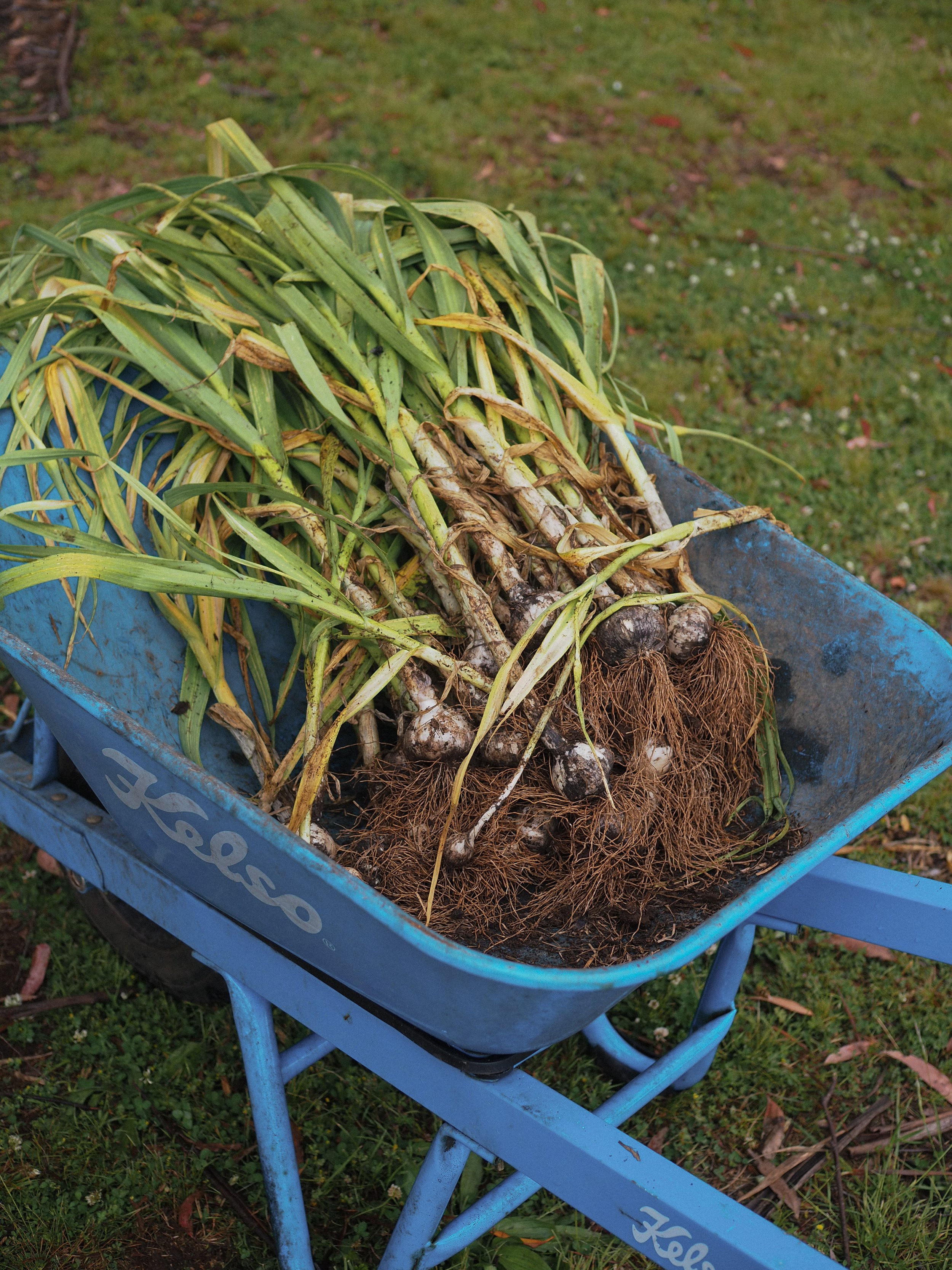 Australian-grown garlic