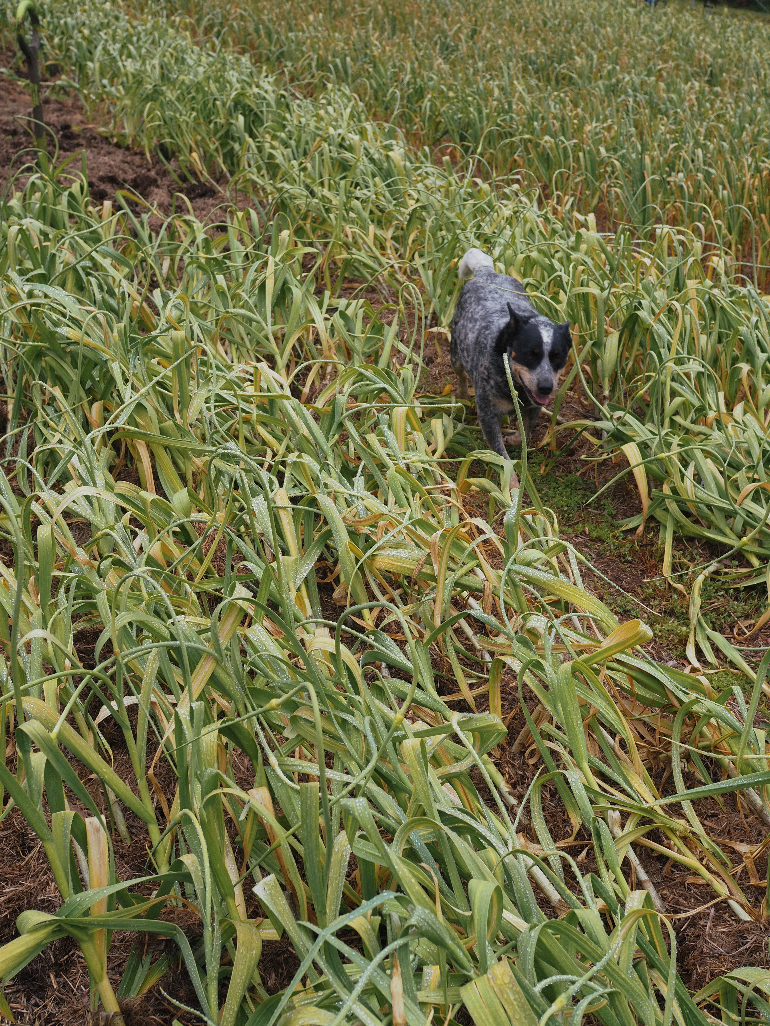 Australian-grown garlic