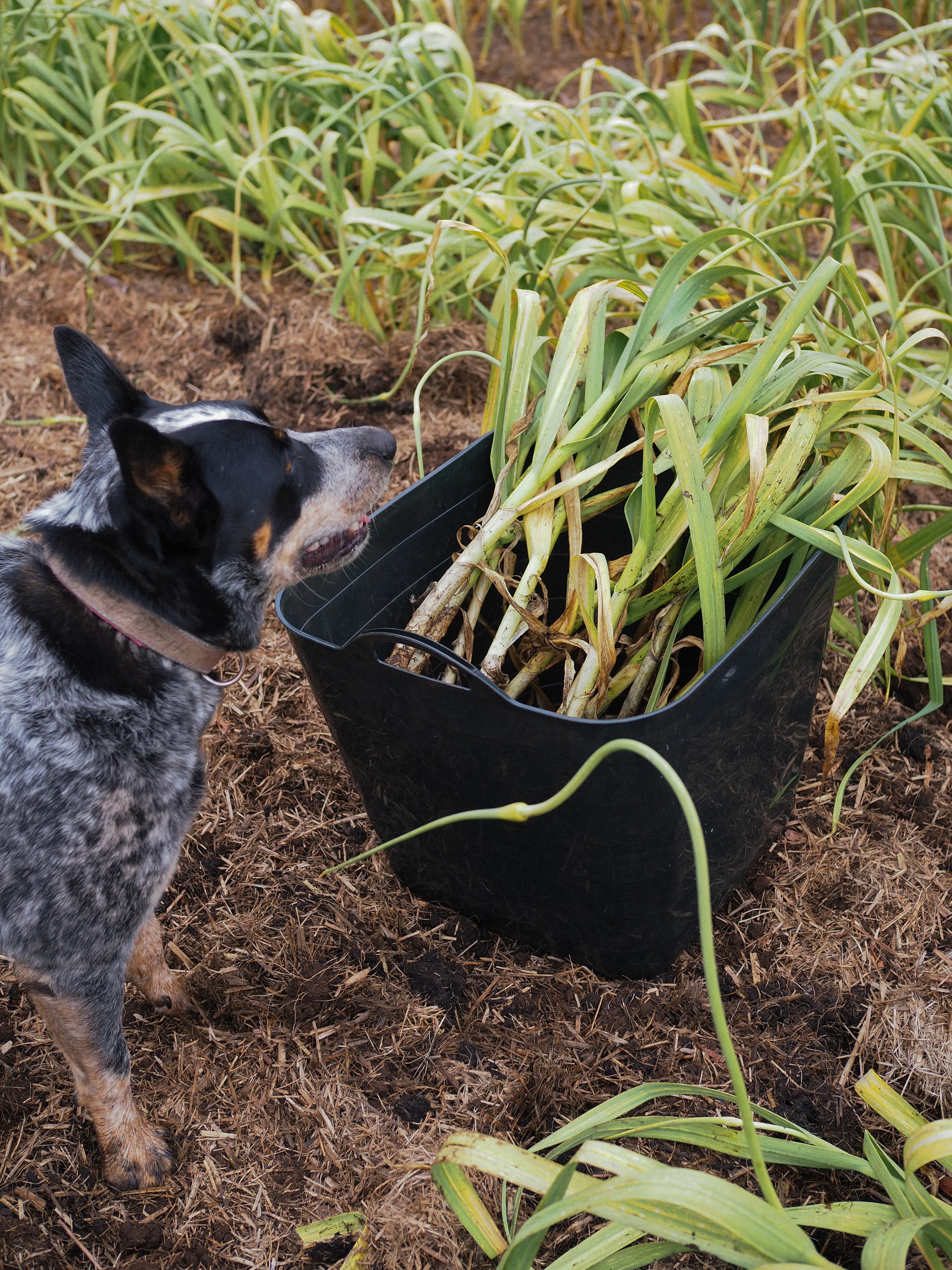 Australian-grown garlic