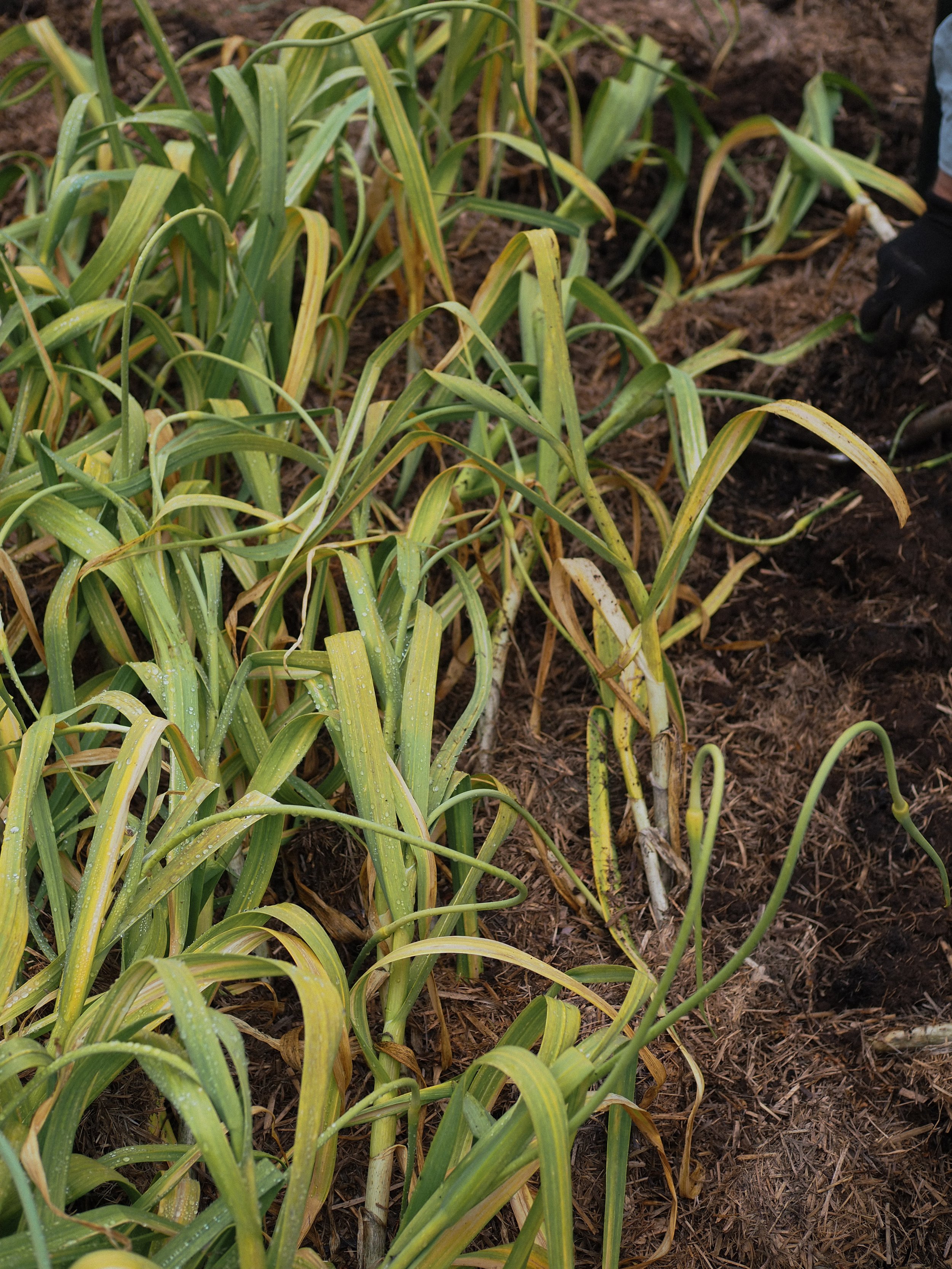 Australian-grown garlic