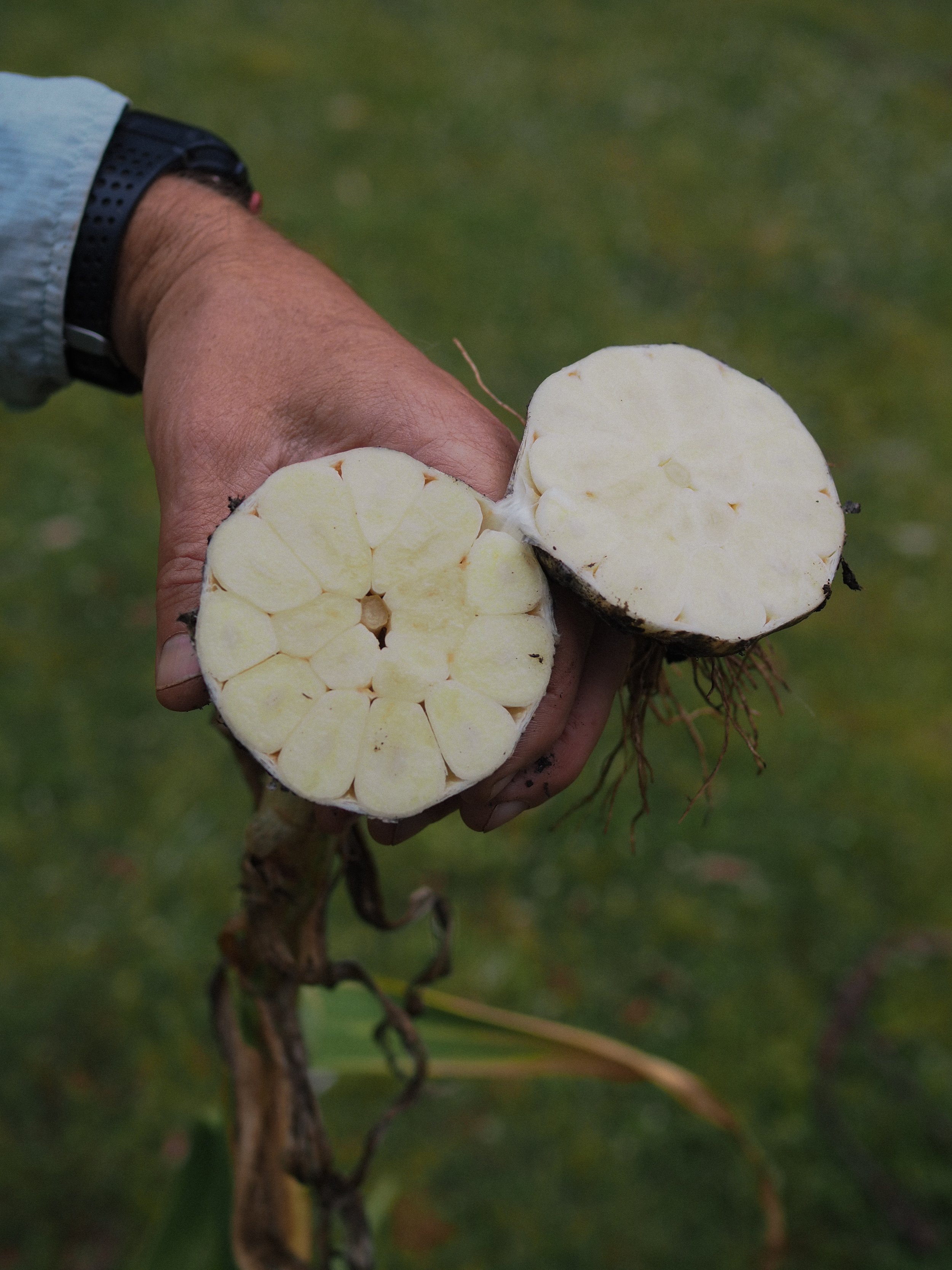 Australian-grown garlic