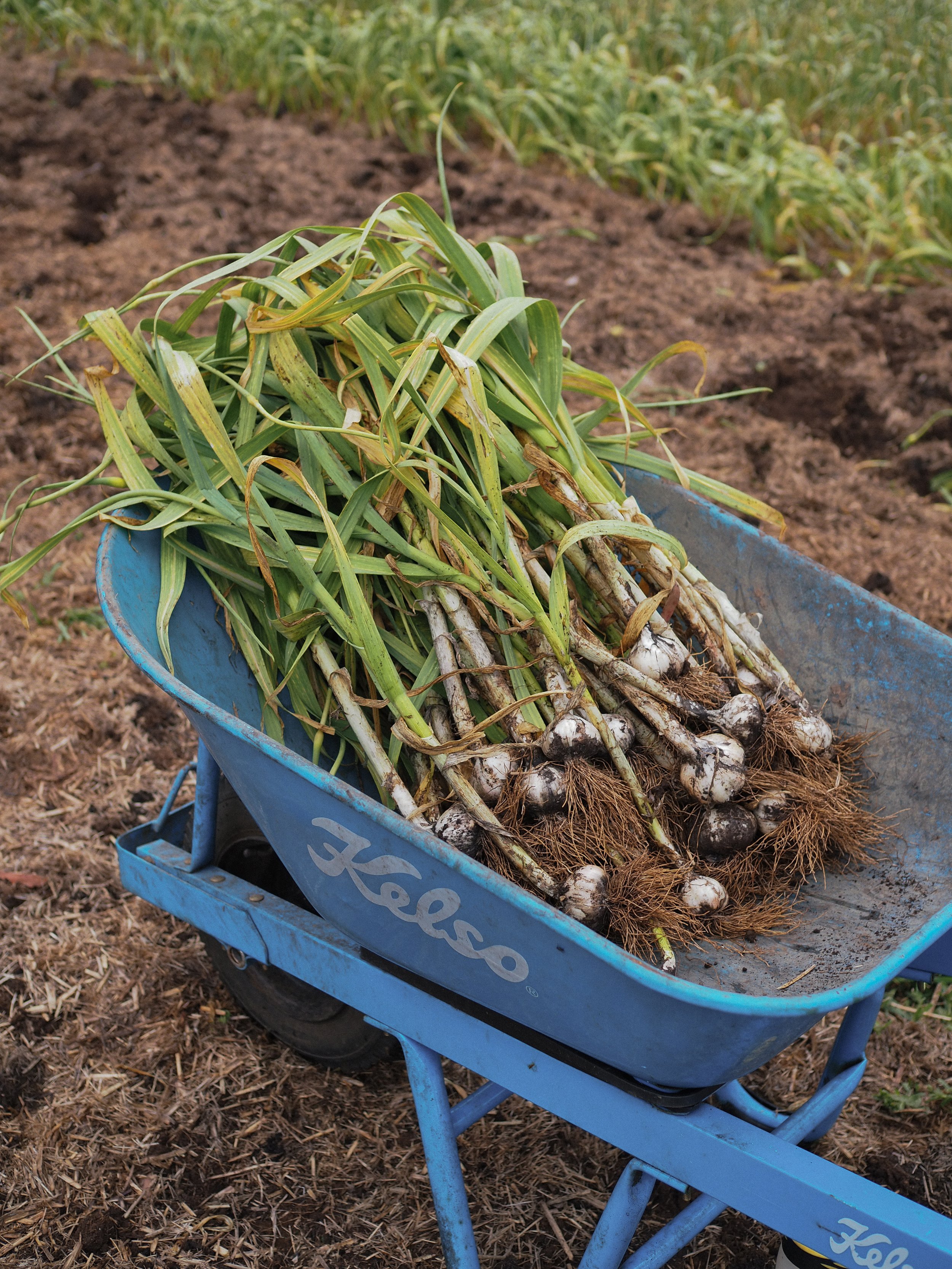 Australian-grown garlic