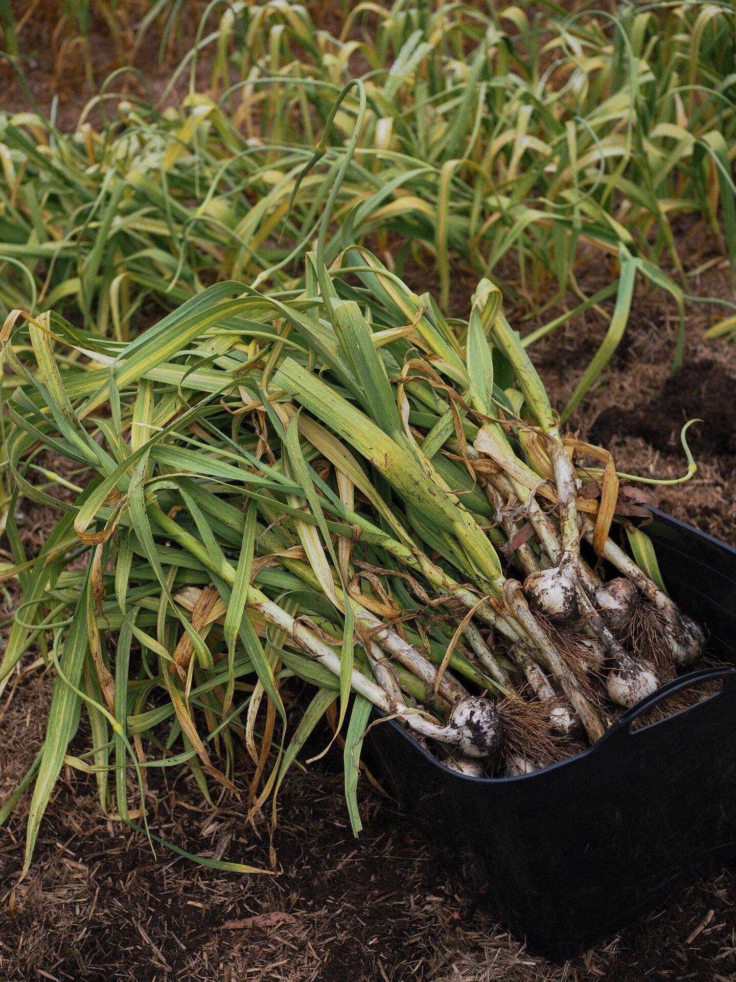 Hand-plucked from the earth. 🧄 Our 2023 Harvest is underway, fresh garlic coming very soon!

#sassafrasmeadowsgarlic #freshgarlic #localproduce #southcoastlocalproduce #kiamafarmersmarket #jervisbay #southcoastnsw