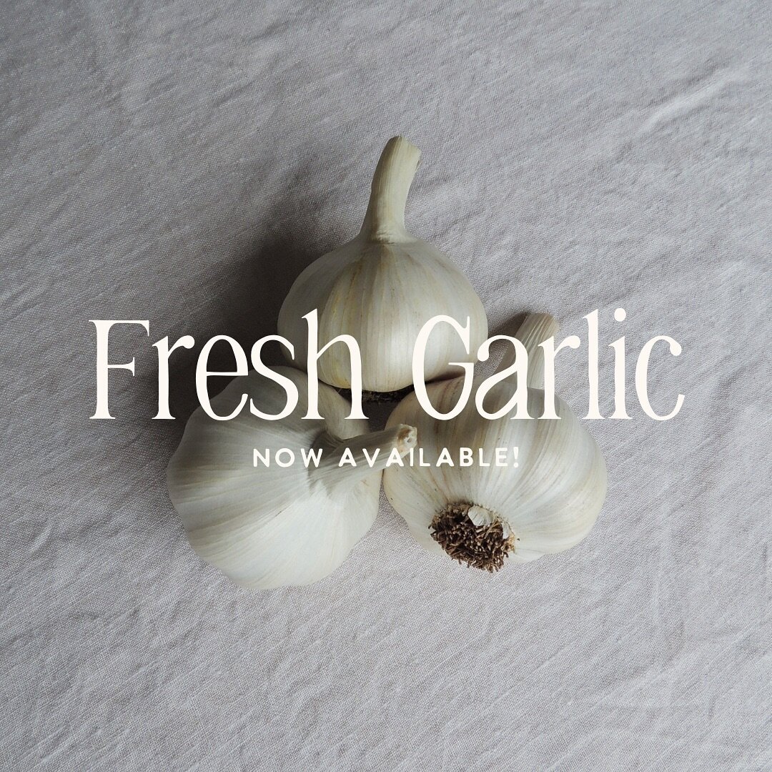We have our first garlic variety of our new harvest ready to order! 

Head to our website or find us at @kiamafarmersmarket @nowrafreshfoodmarkets next week to secure some before your christmas food festivities 🧄🎄

Our HUSKY WHITE garlic is an easy