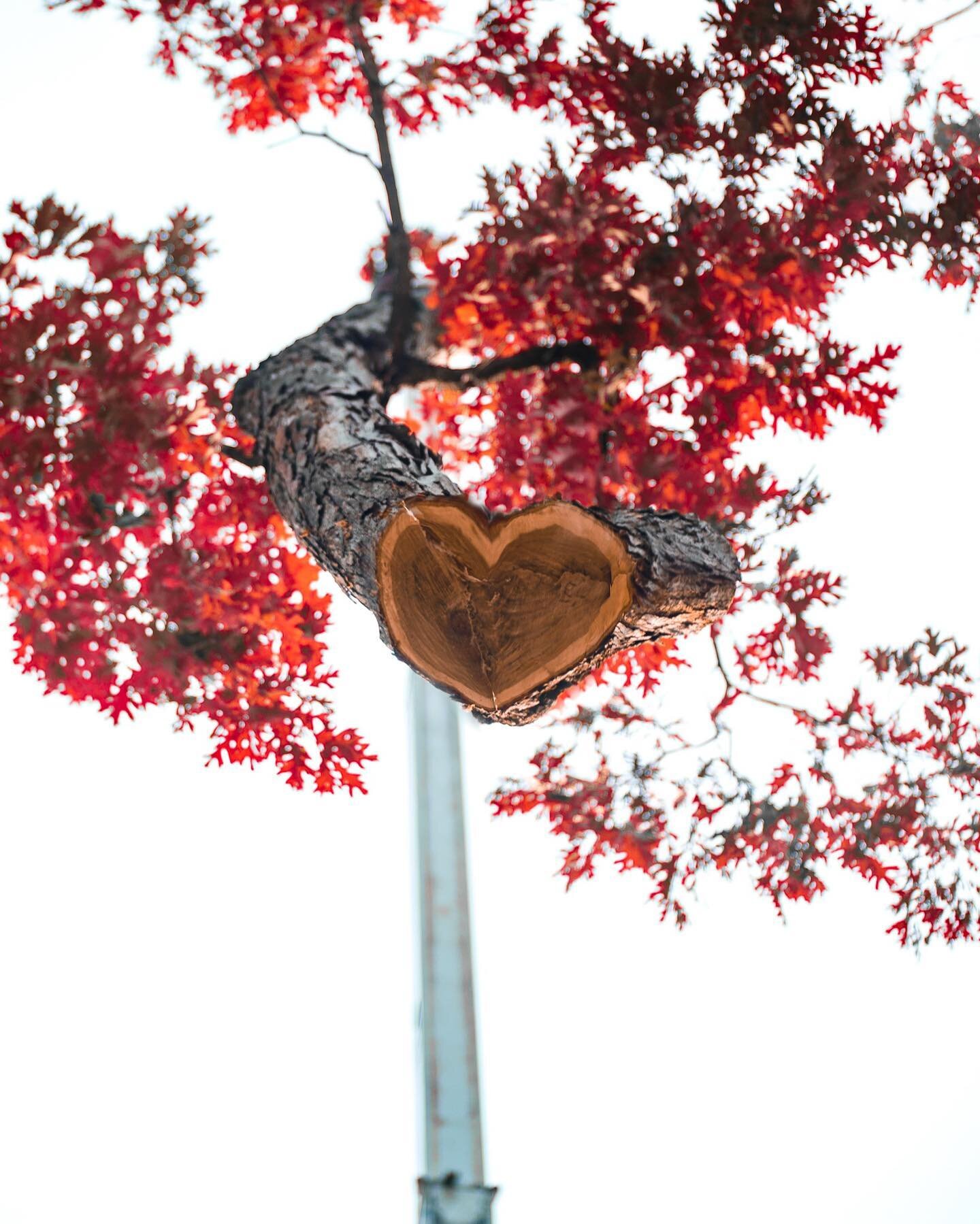 We LOVE Trees! Happy Valentines Day!⁠
#valentinesday2022 #valentinesday⁠