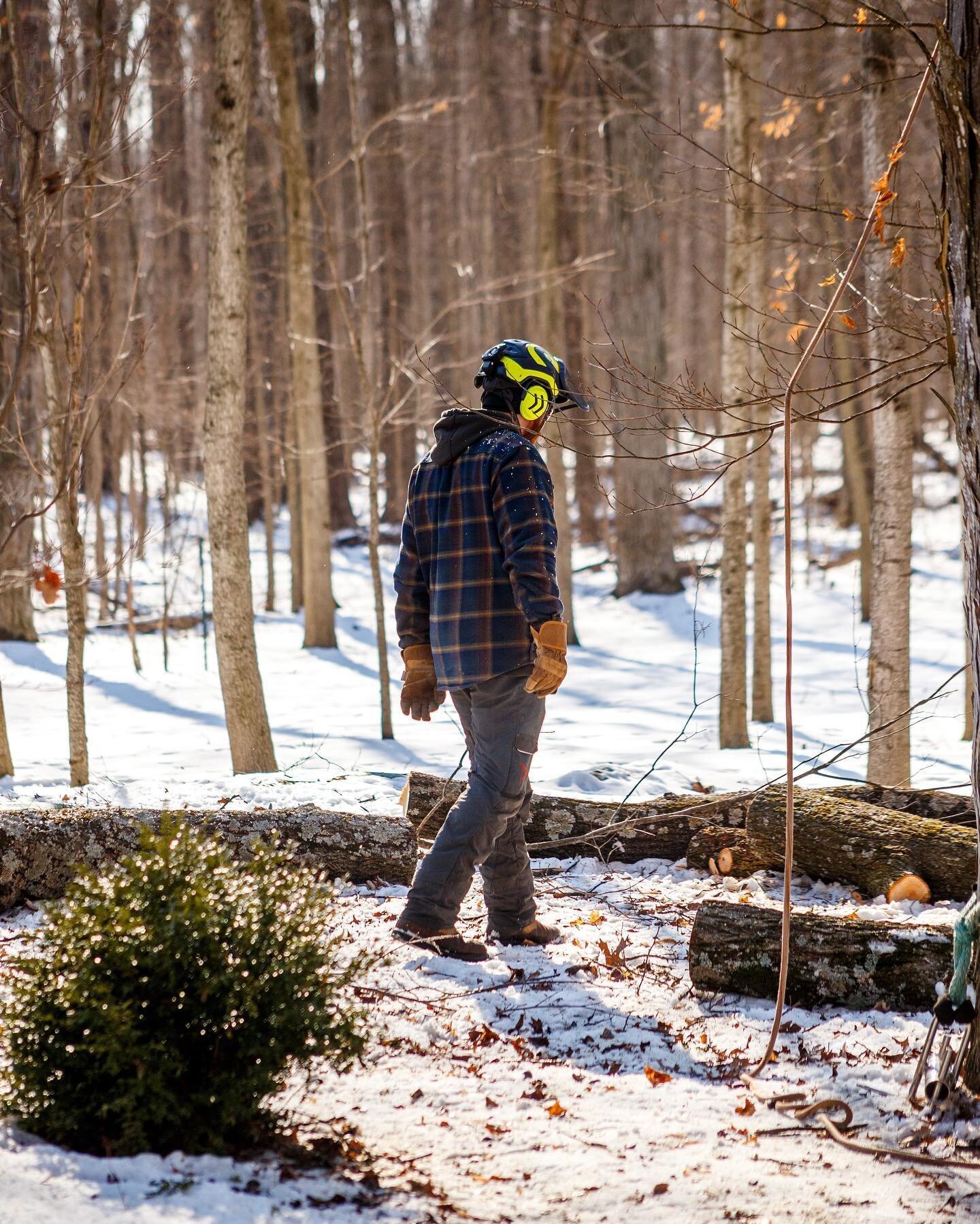 It is important to know which species of tree you are working on when rigging. As an example, this tree is Basswood, making it lighter than most other wood types. This can change tension on your line and effects how a piece will come down.⁠
.⁠
.⁠
#ri