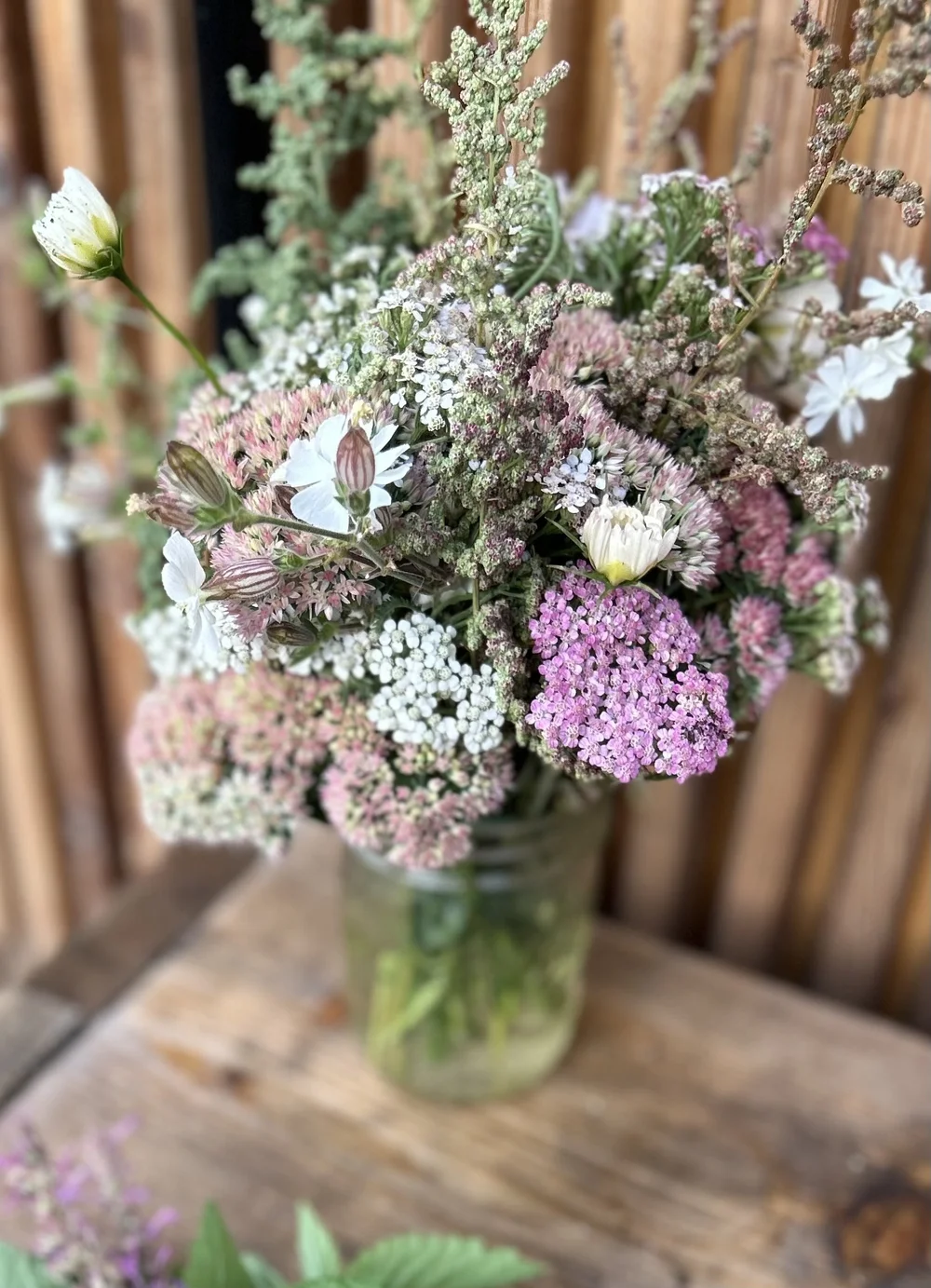 lambs quarters, campion, yarrow