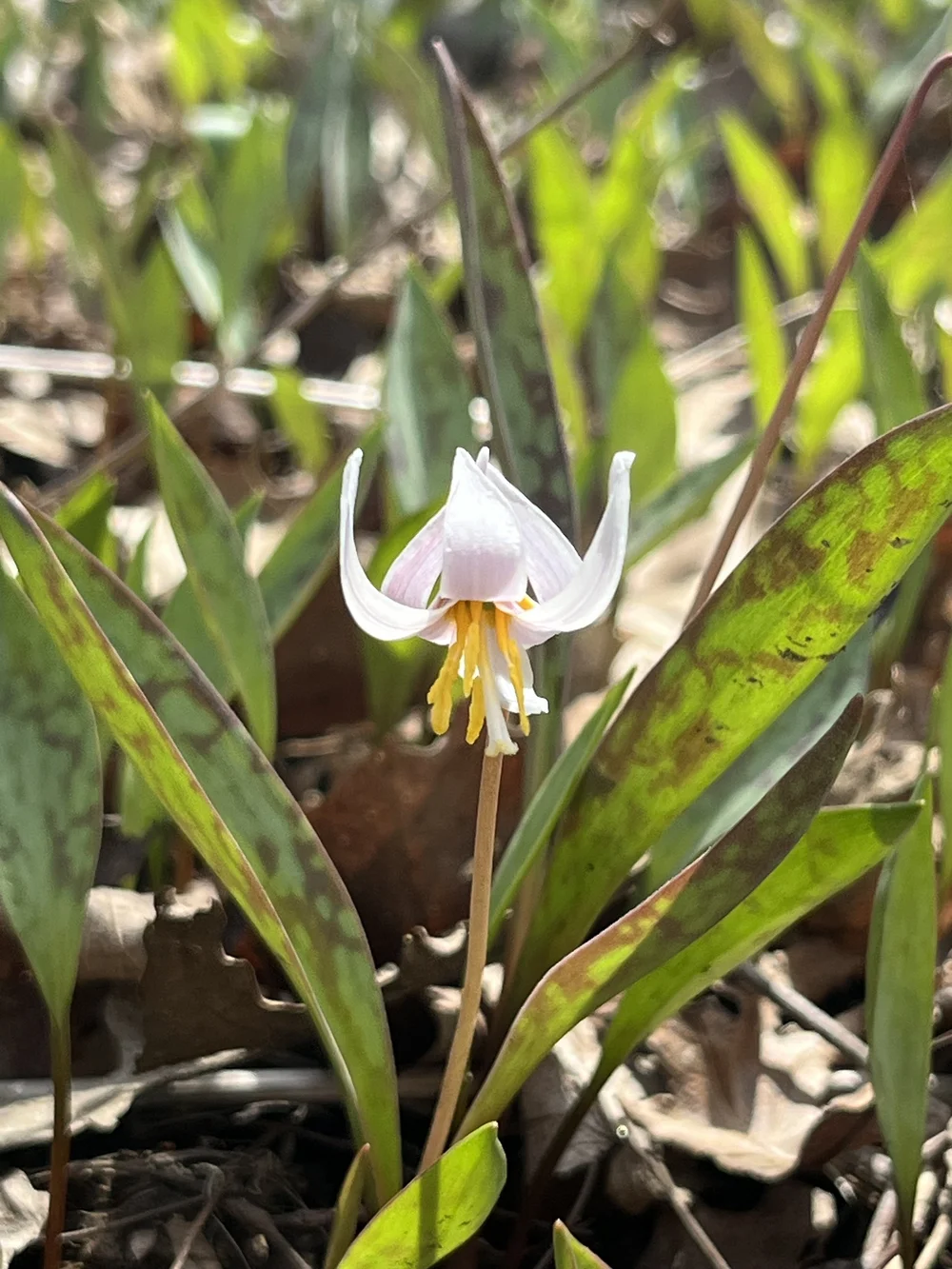 Trout Lily