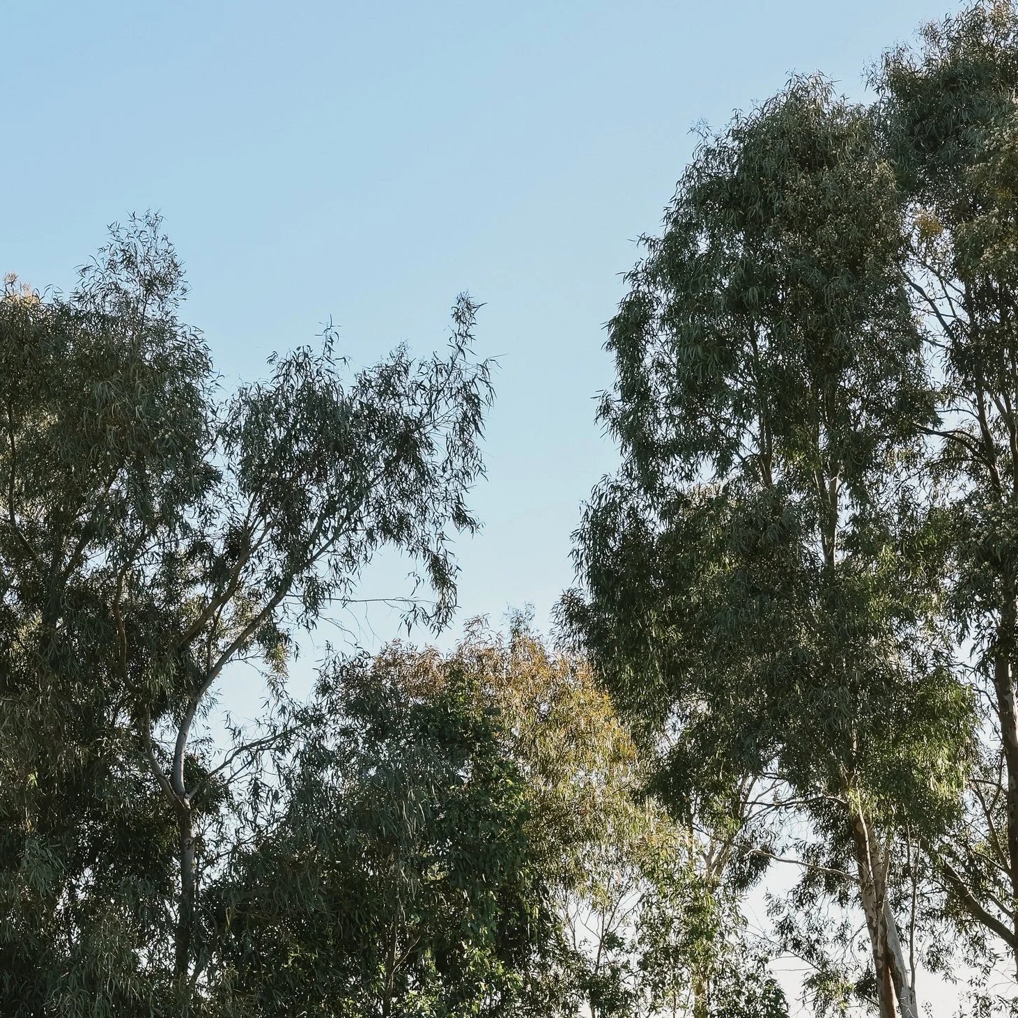 Gum Tree Table - Coming Soon