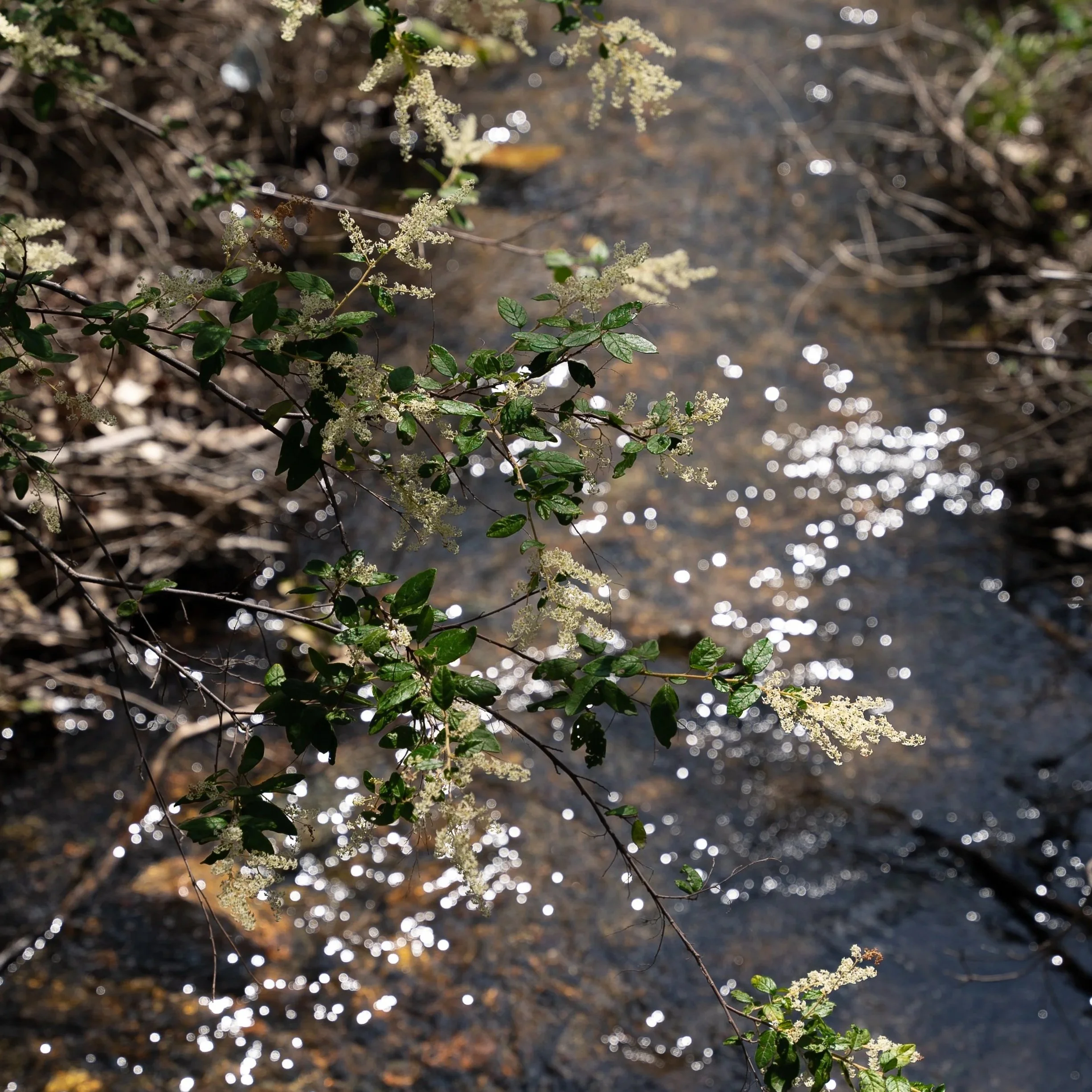 River Table - Coming Soon