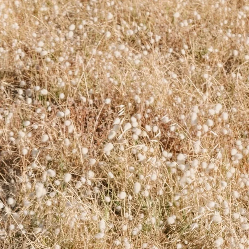 Kangaroo Table - Coming Soon