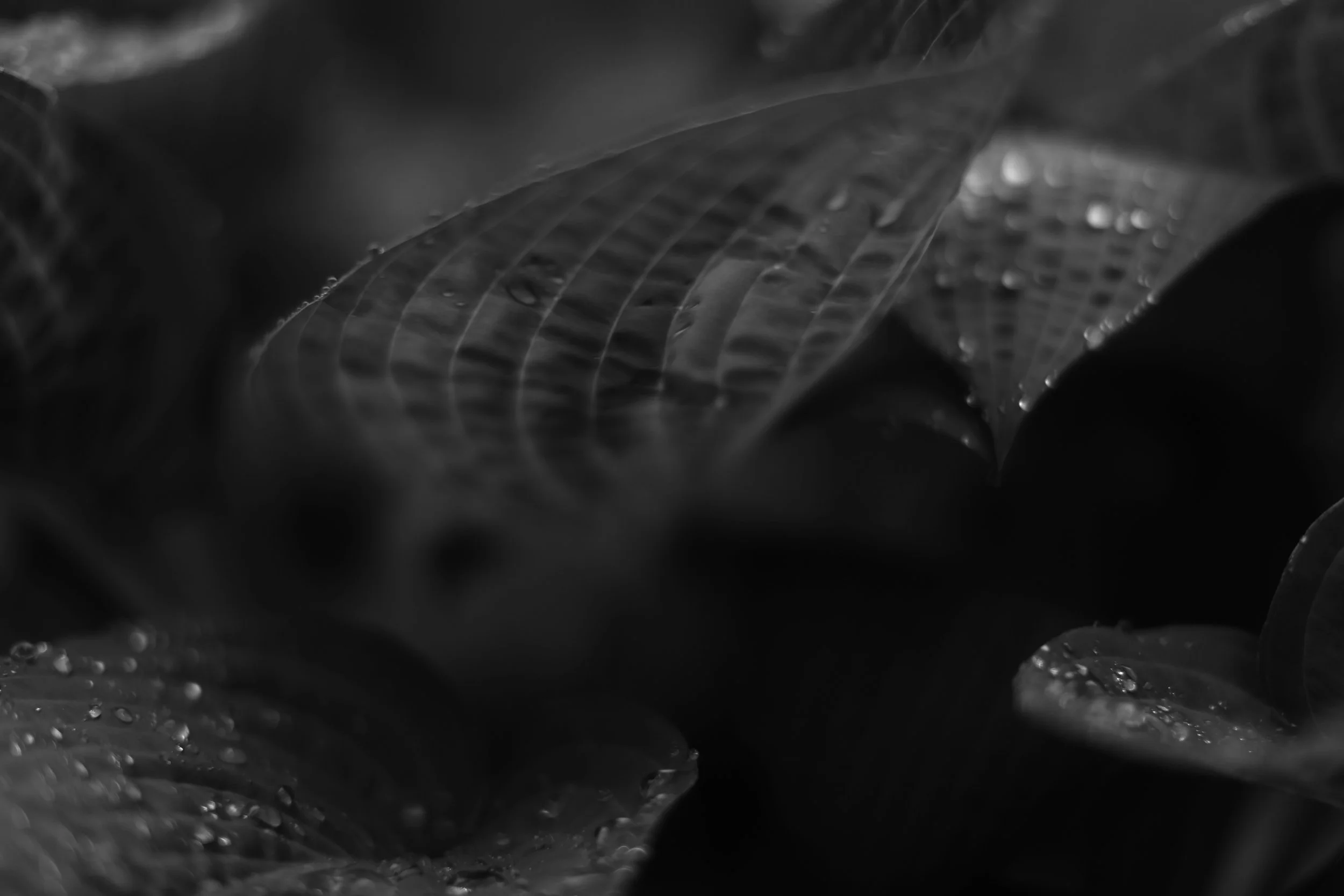 hostas 3,  40 X 60, giclée print on 230 gsm archival paper