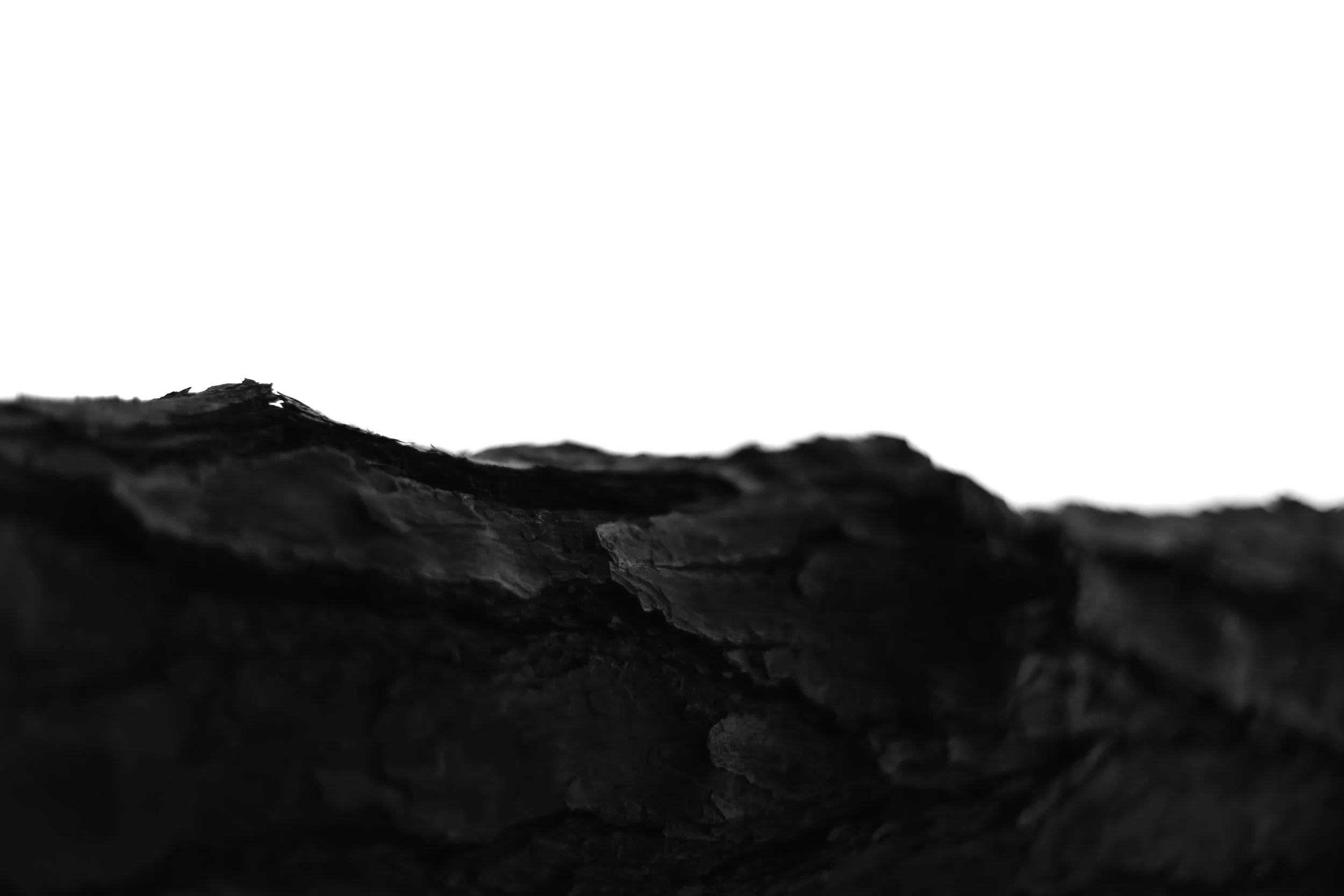 bark 1,  40 X 60, giclée print on 230 gsm archival paper