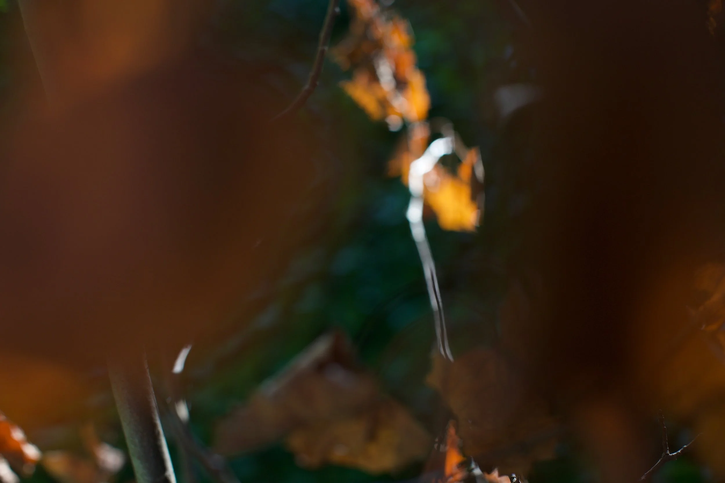 boston ivy 3,  40 X 60, giclée print on 230 gsm archival paper