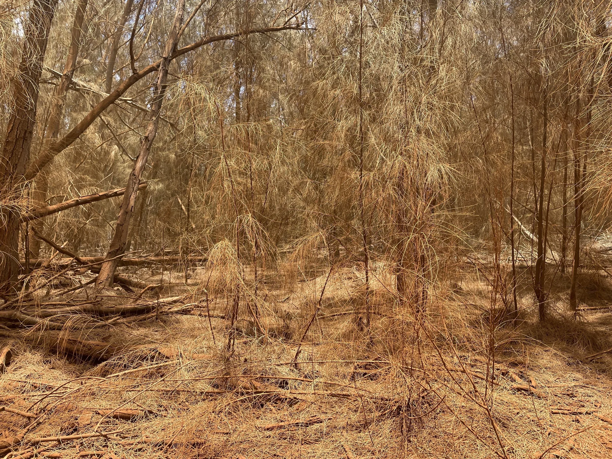 lanai'i red dust,  20 X 30, giclée print on 230 gsm archival paper