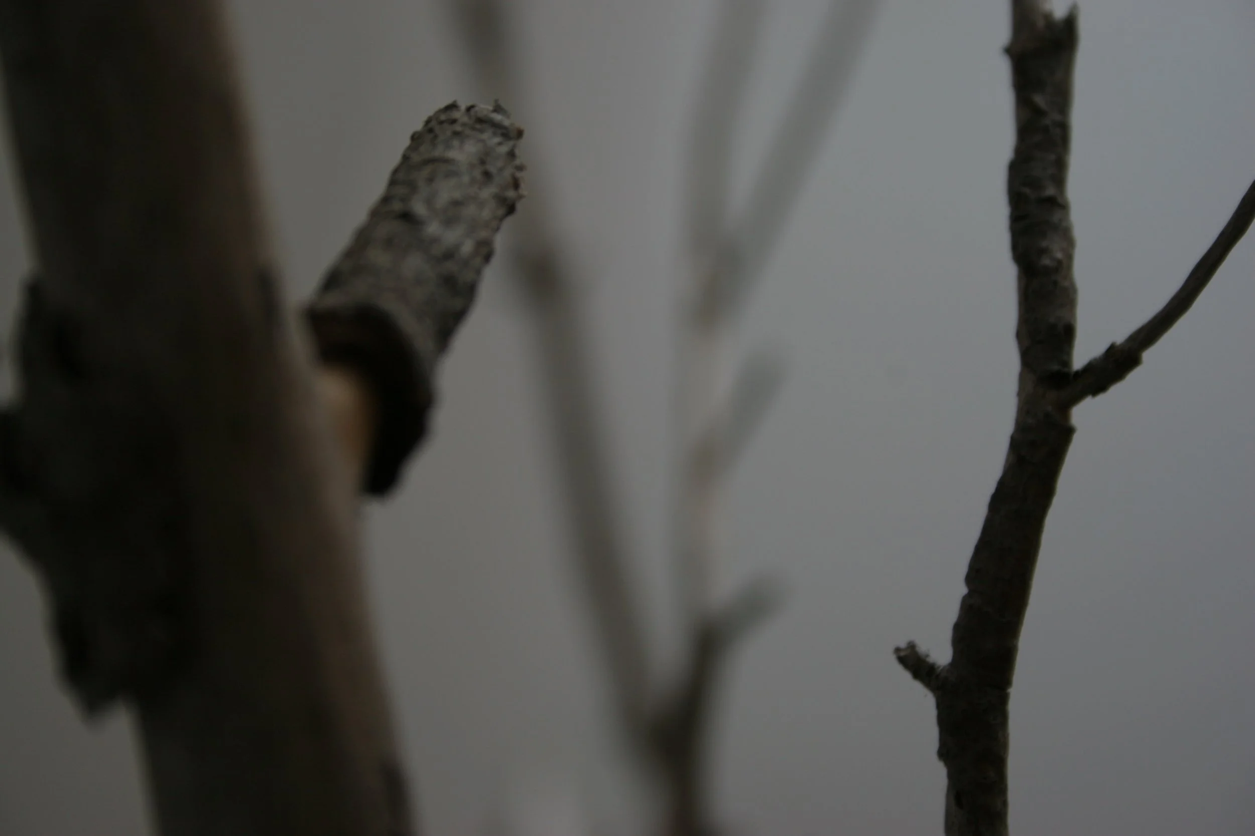 winter sticks 7,  15 X 20, giclée print on 230 gsm archival paper