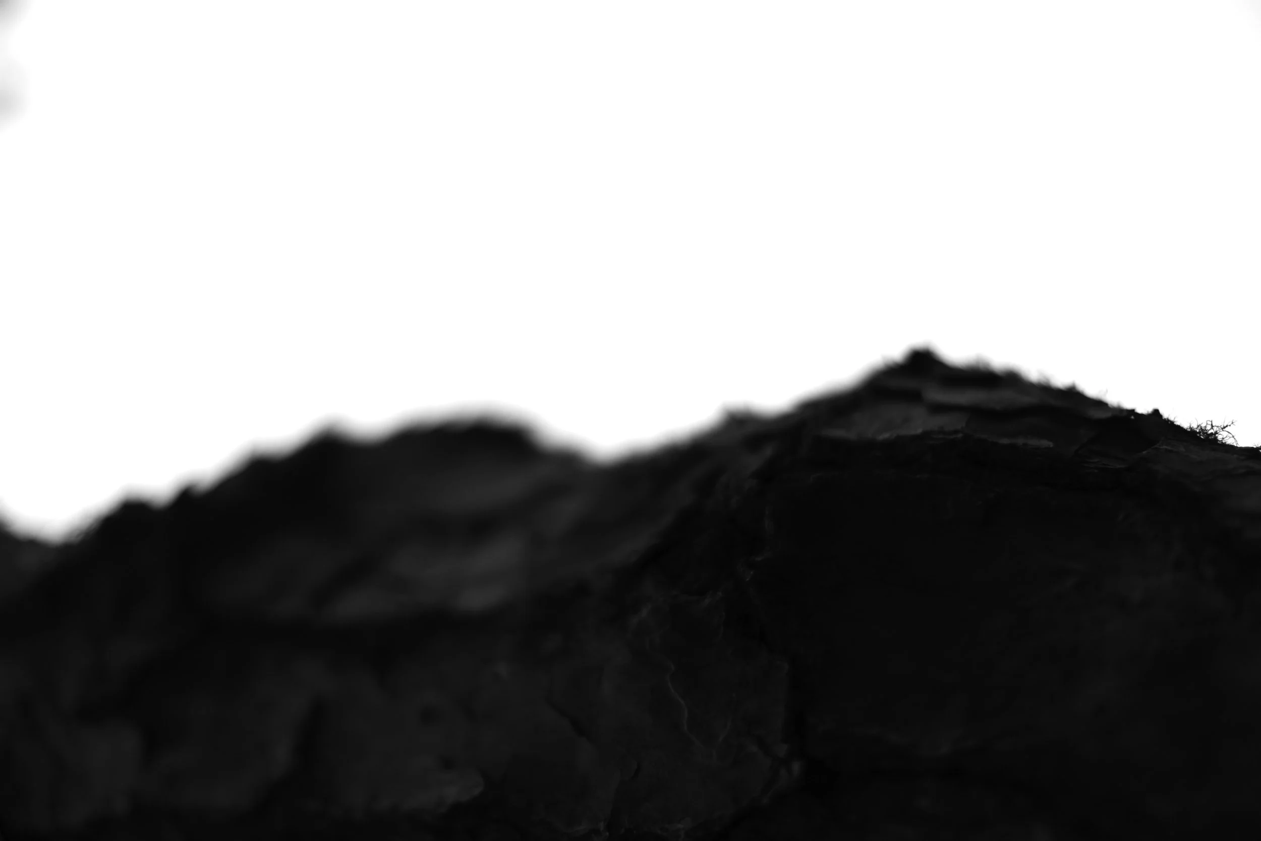 bark 5,  40 X 60, giclée print on 230 gsm archival paper