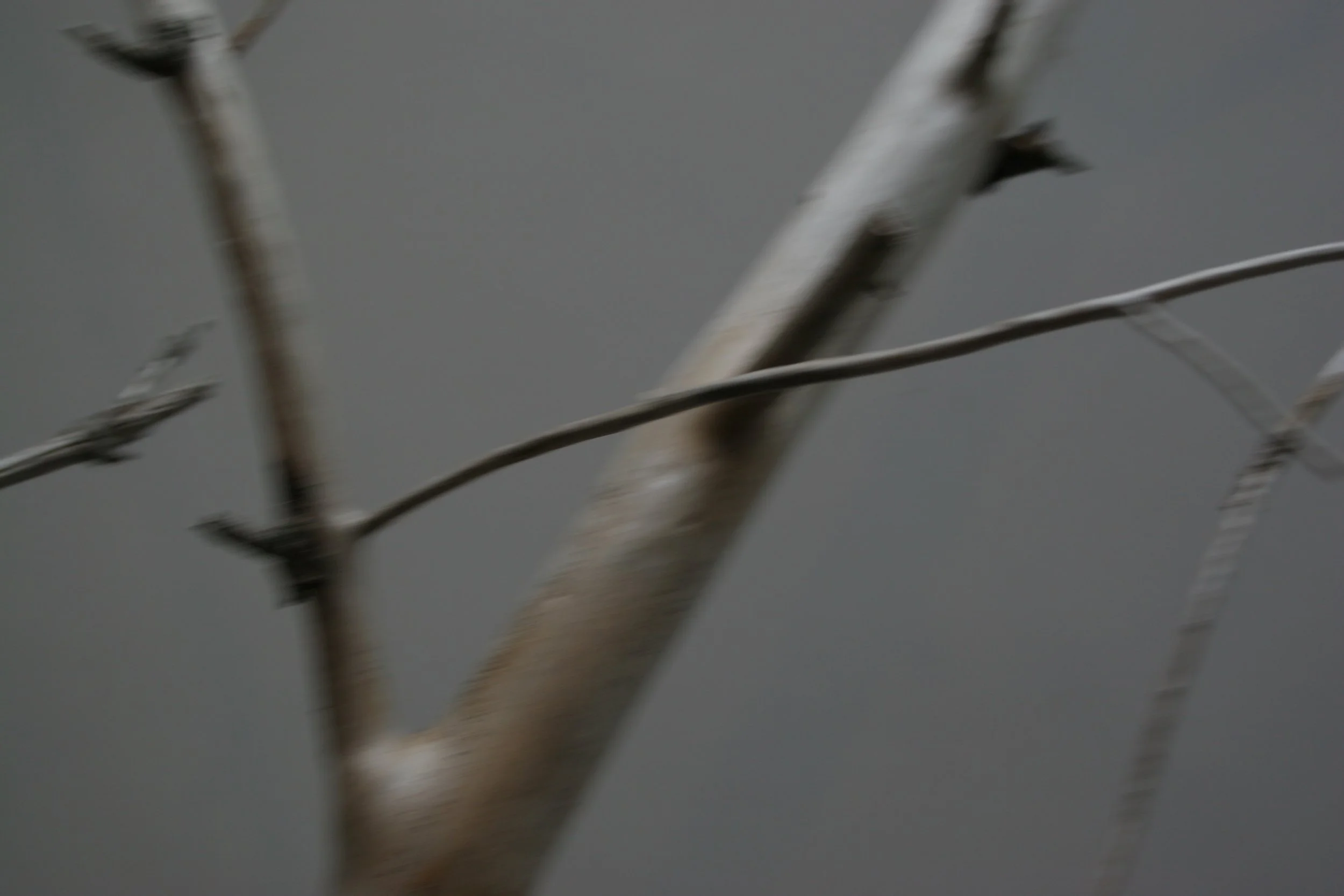 winter sticks 1,  15 X 20, giclée print on 230 gsm archival paper