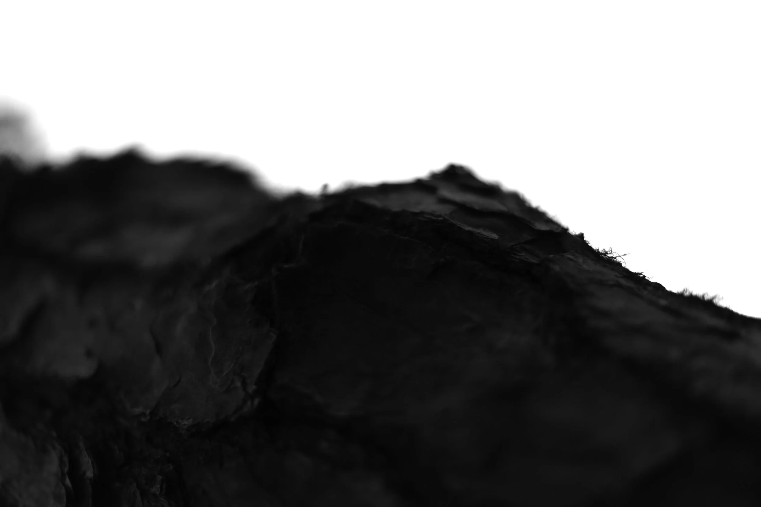 bark 3,  40 X 60, giclée print on 230 gsm archival paper