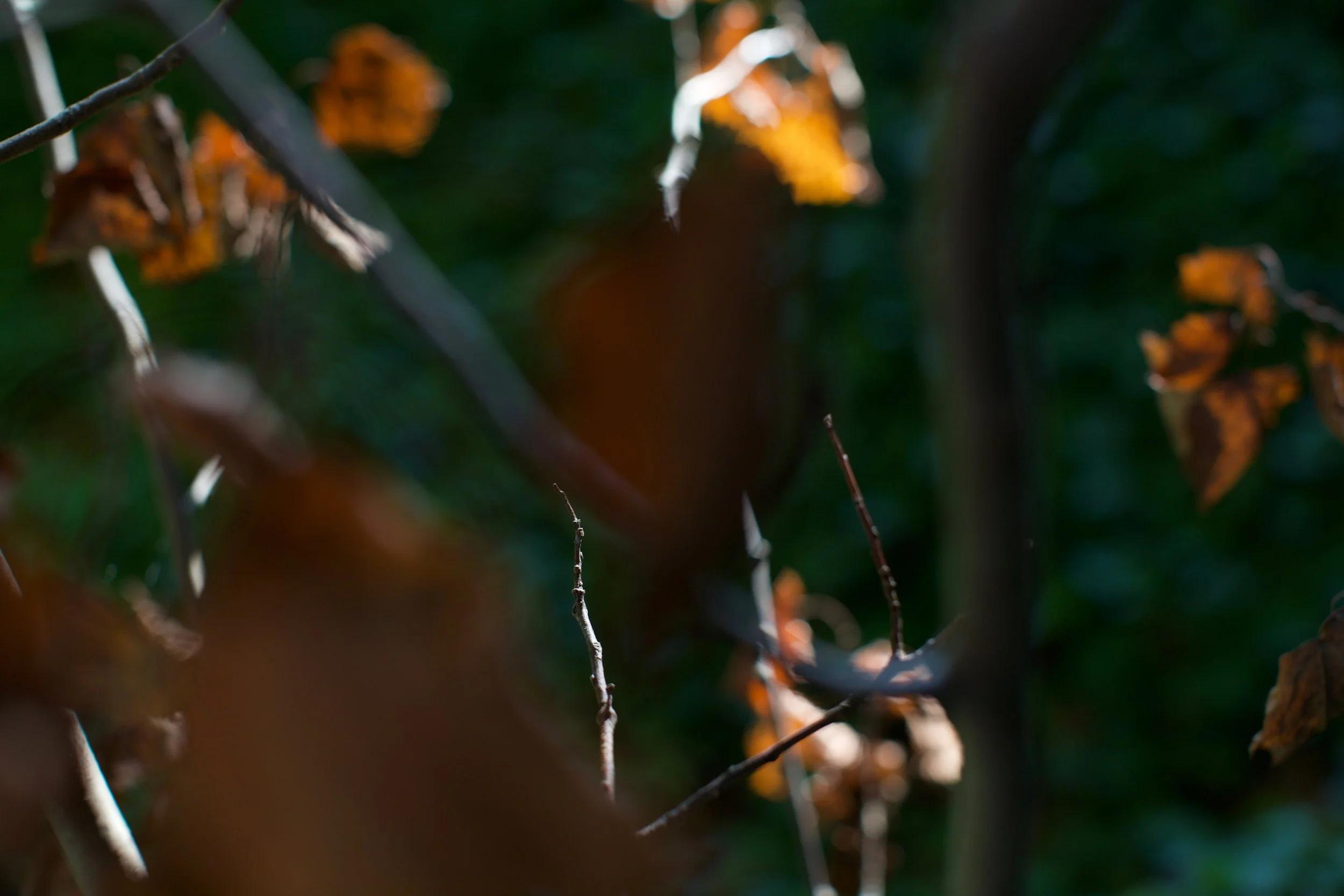 boston ivy 2,  40 X 60, giclée print on 230 gsm archival paper