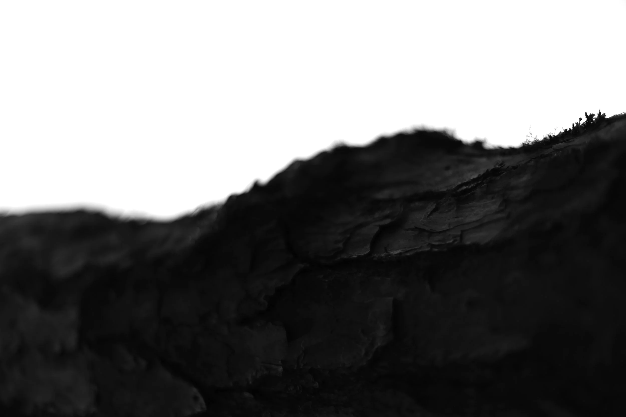 bark 4,  40 X 60, giclée print on 230 gsm archival paper