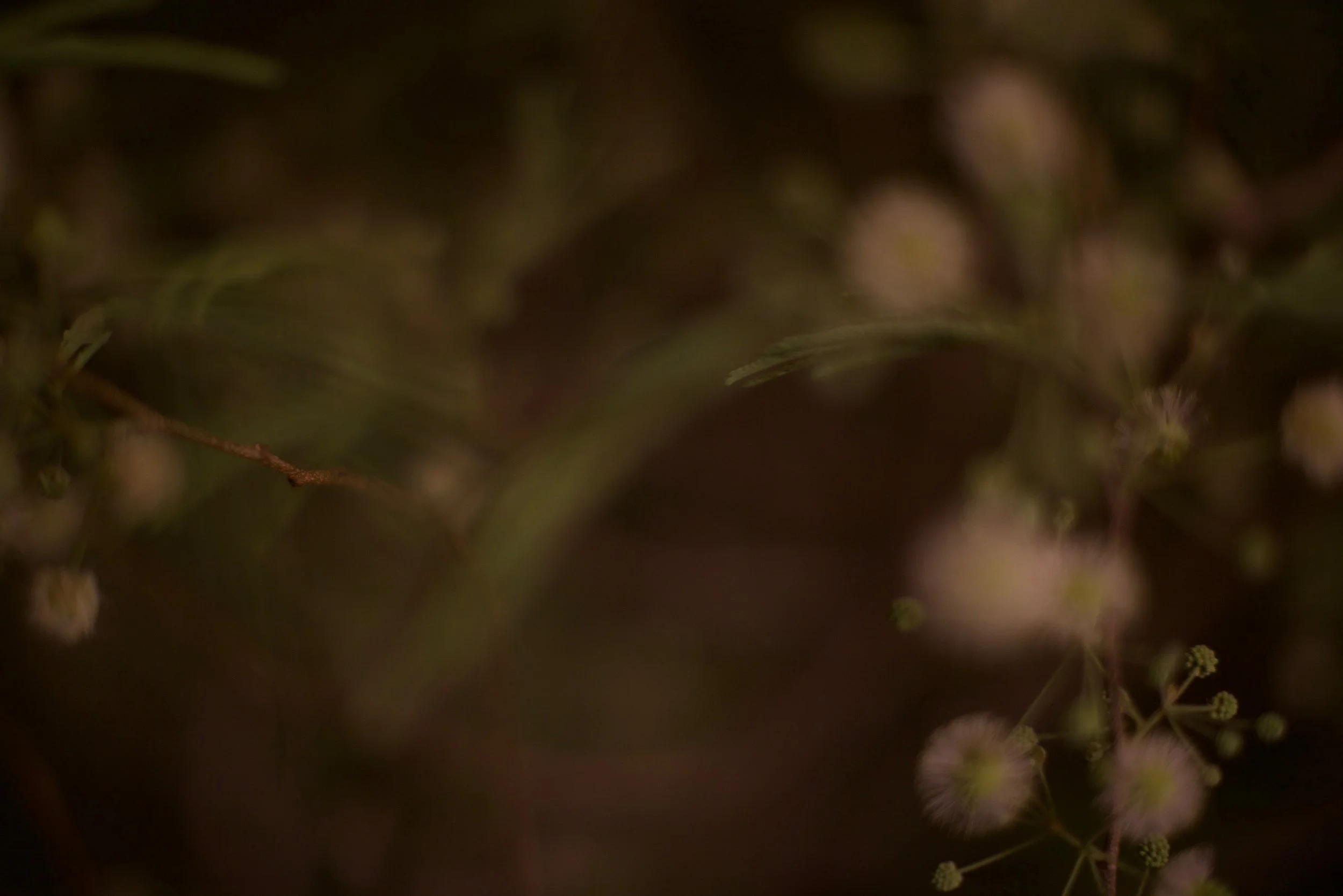 desert fern 2,  40 X 60, giclée print on 230 gsm archival paper