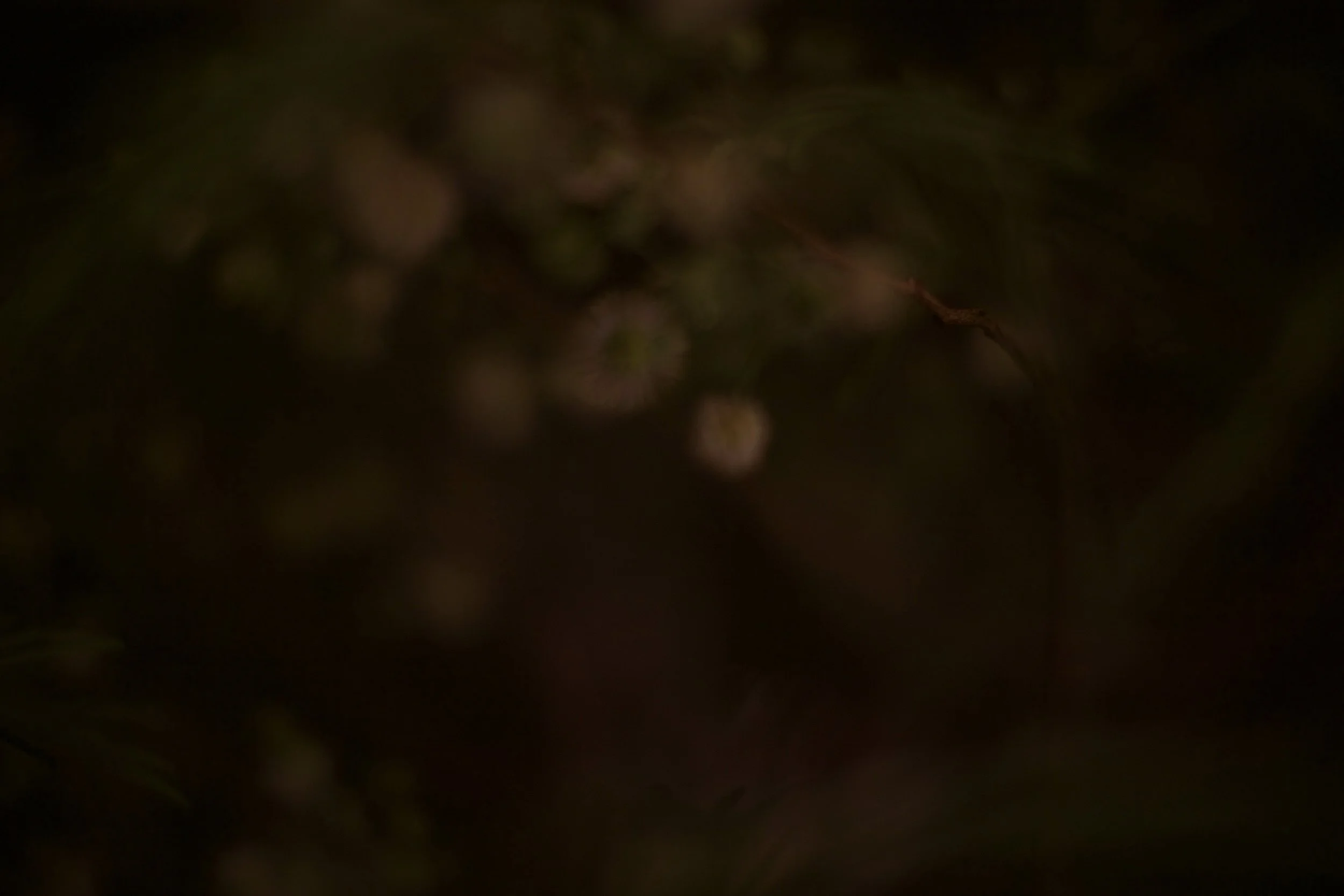 desert fern 3,  40 X 60, giclée print on 230 gsm archival paper