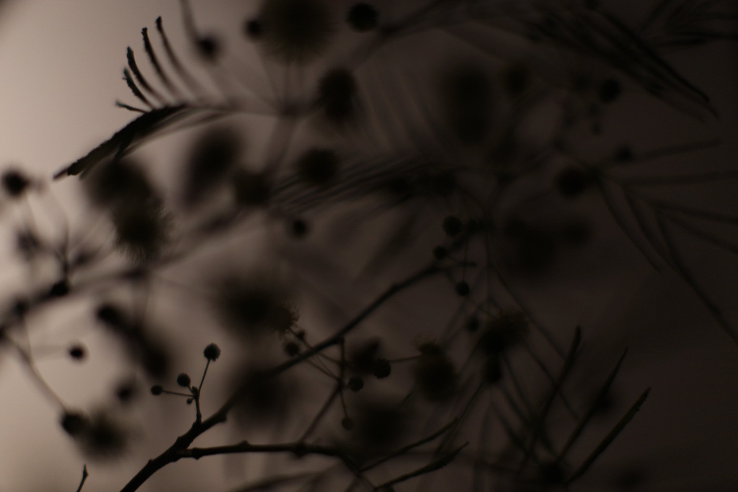 desert fern 4,  40 X 60, giclée print on 230 gsm archival paper