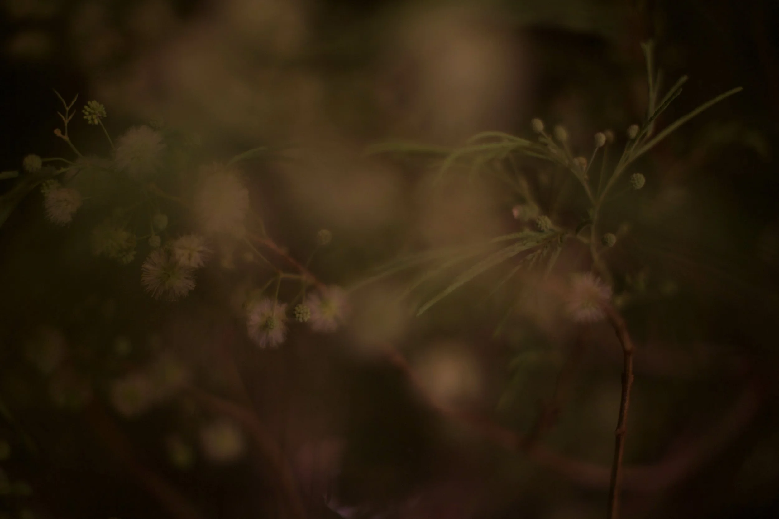 desert fern 1,  40 X 60, giclée print on 230 gsm archival paper