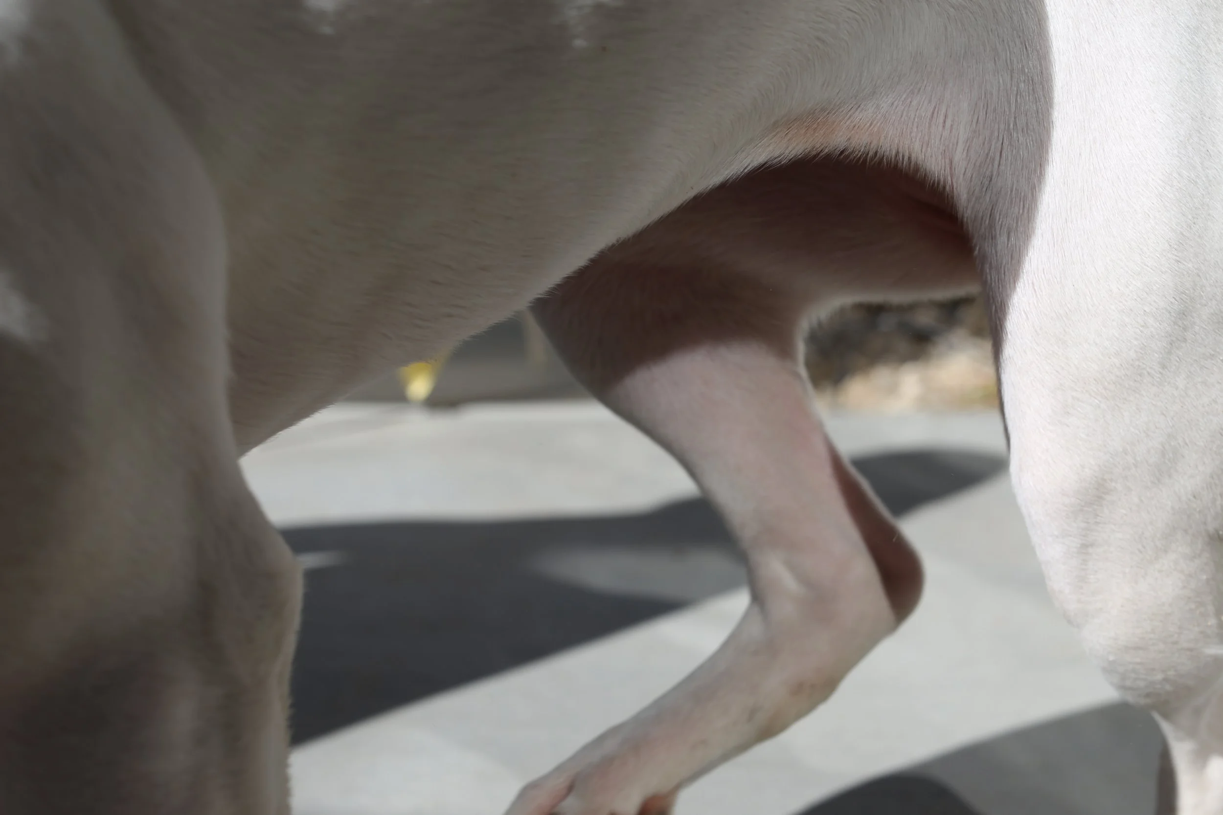 sally 1,  40 X 60, giclée print on 230 gsm archival paper