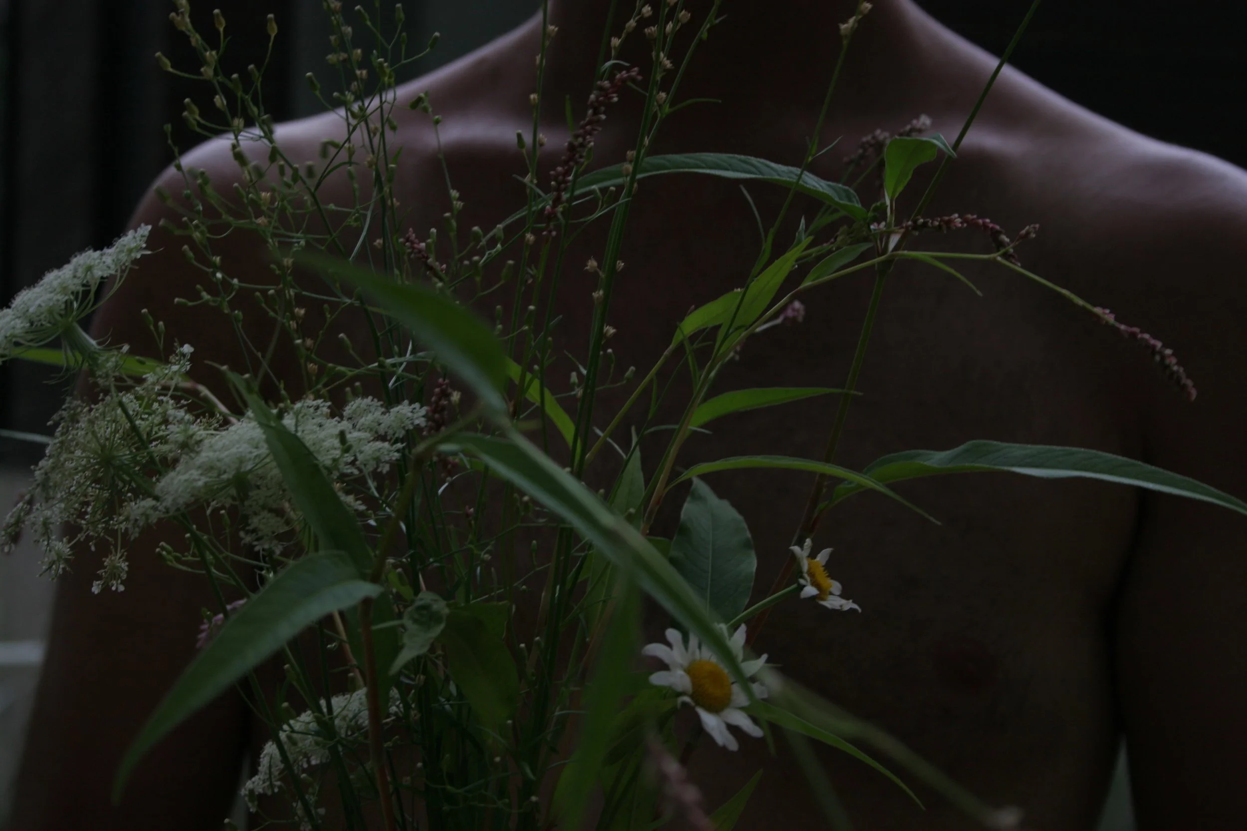 cape flowers,  15 X 20, giclée print on 230 gsm archival paper