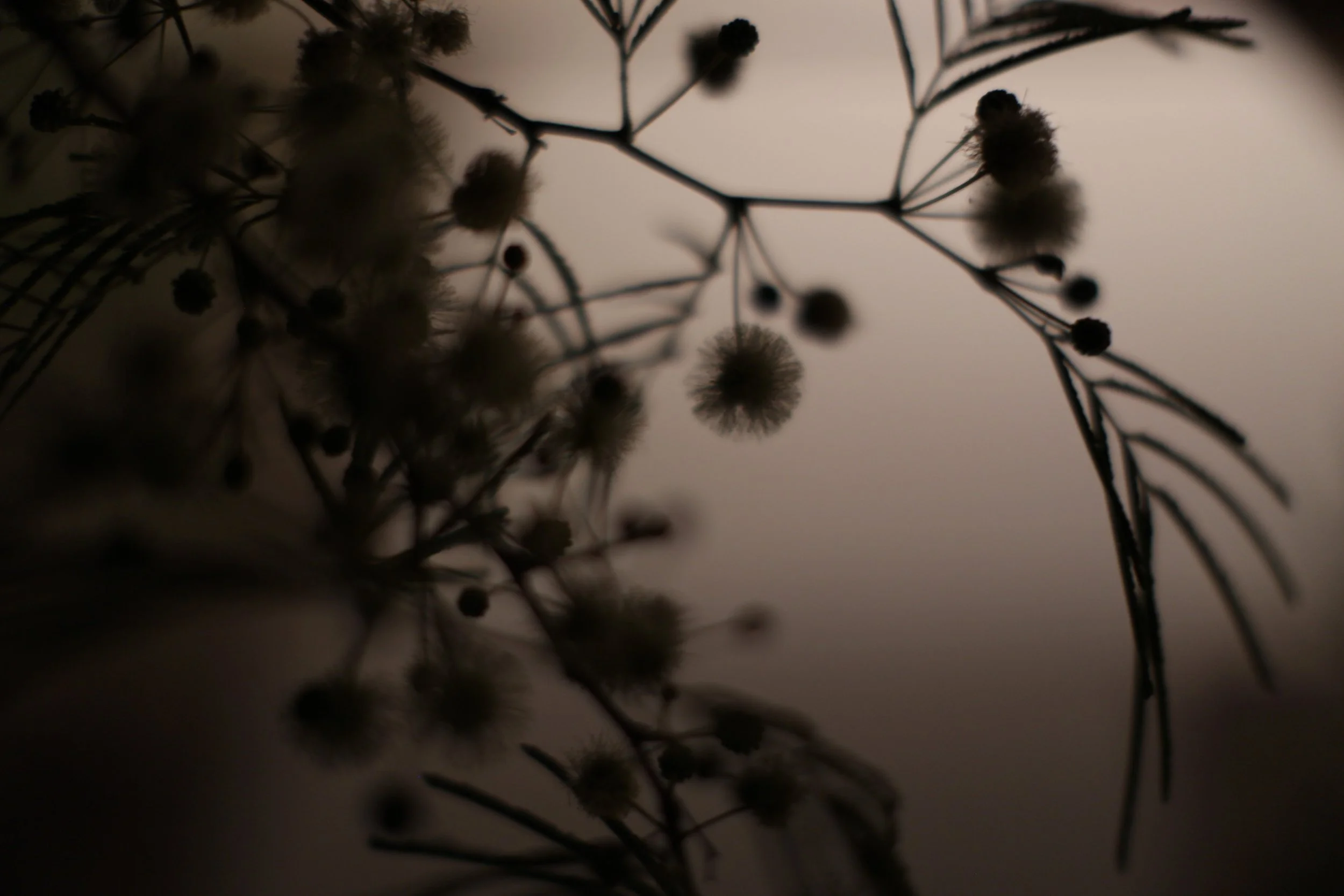 desert fern 5,  40 X 60, giclée print on 230 gsm archival paper