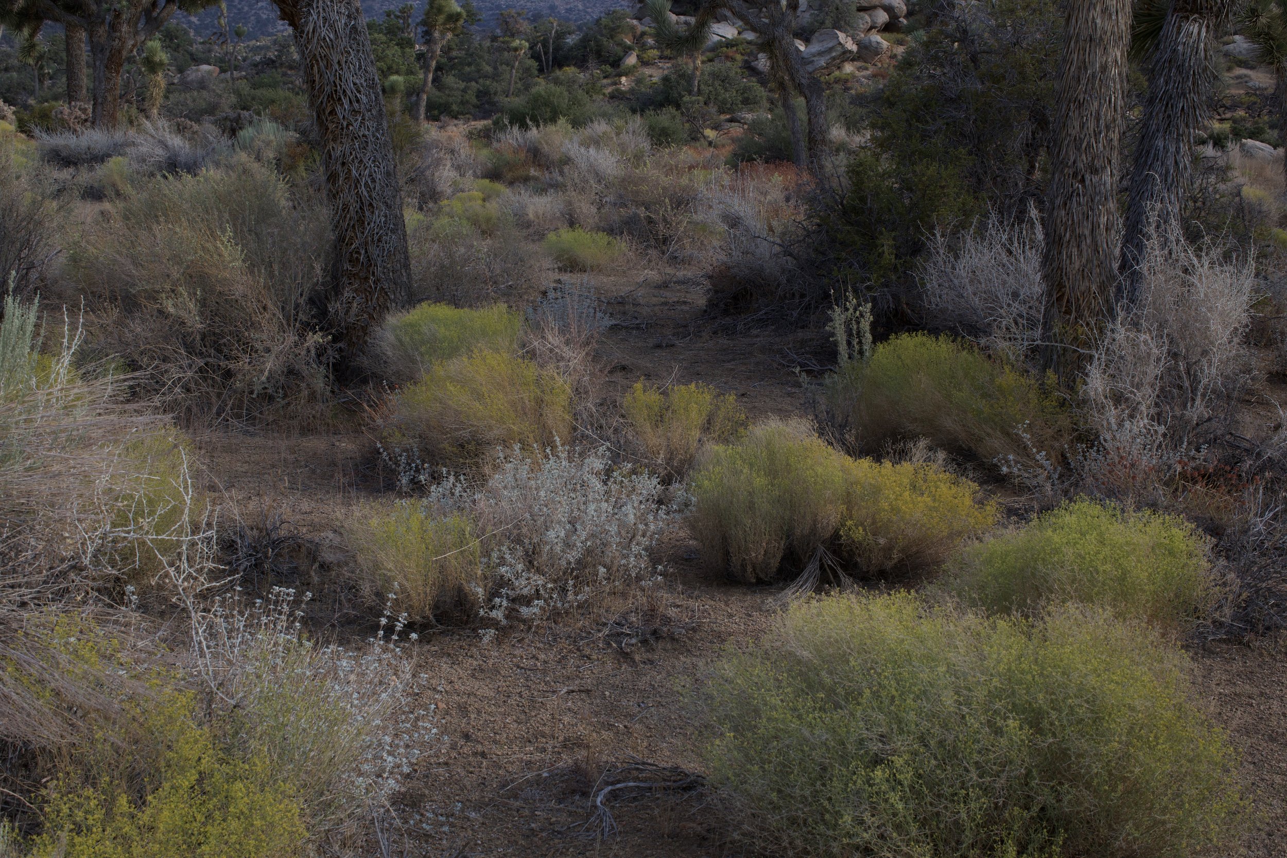 desert spring, 40 X 60, giclée print on 230 gsm archival paper
