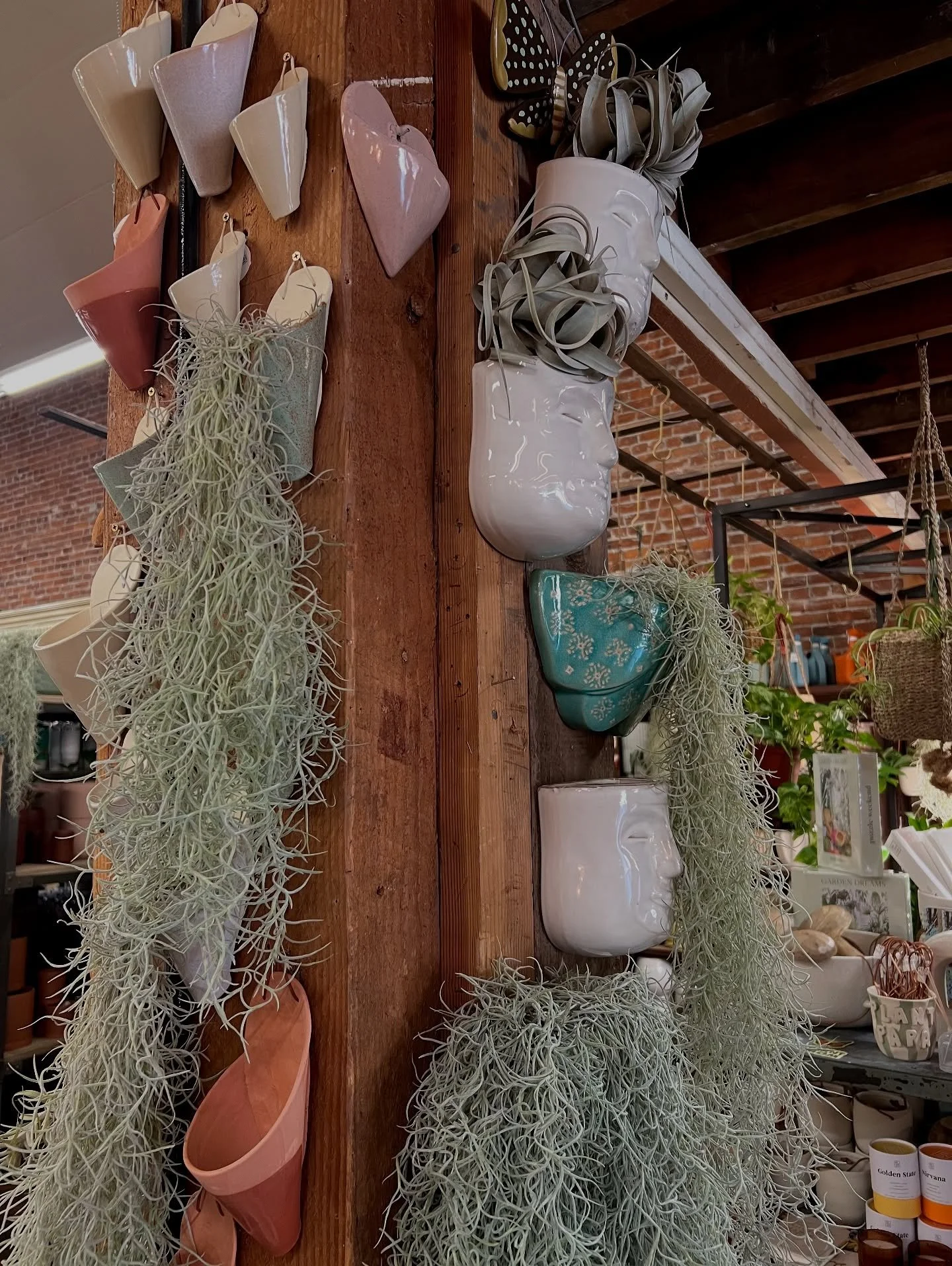 Elevate your space with our unique air plants and holders! Low maintenance, high style! 🌱