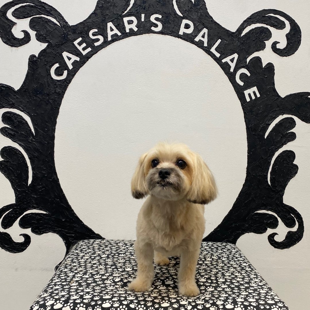 Billie standing front and center ready to show their groom off to the world. We think Billie looks very stylish; what about you?

To book your pup in for a grooming service or doggy daycare, give us a call on 0456 653 736 or book on our website: http