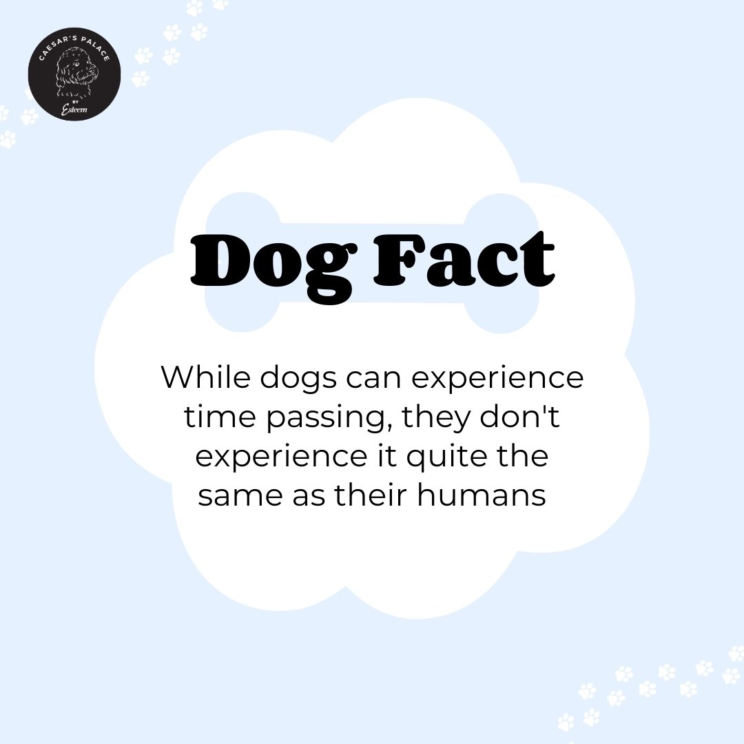 Does your dog look at the clock? Chances are they aren't reading the time but that doesn't mean they don't have a sense of time passing. Probably how they always know when to sit by thhe food bowl for dinner.

To book your pup in for a grooming servi