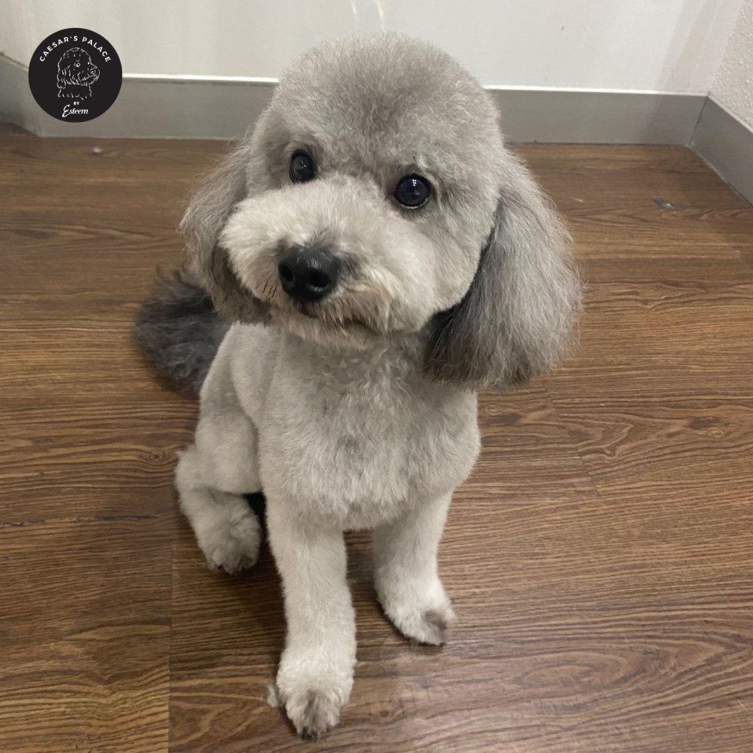 After a style groom and teeth cleaning, Boston is ready to tackle the world.

To book your pup in for a grooming service or doggy daycare, give us a call on 0456 653 736 or book on our website: https://www.caesarspalace.com.au/
