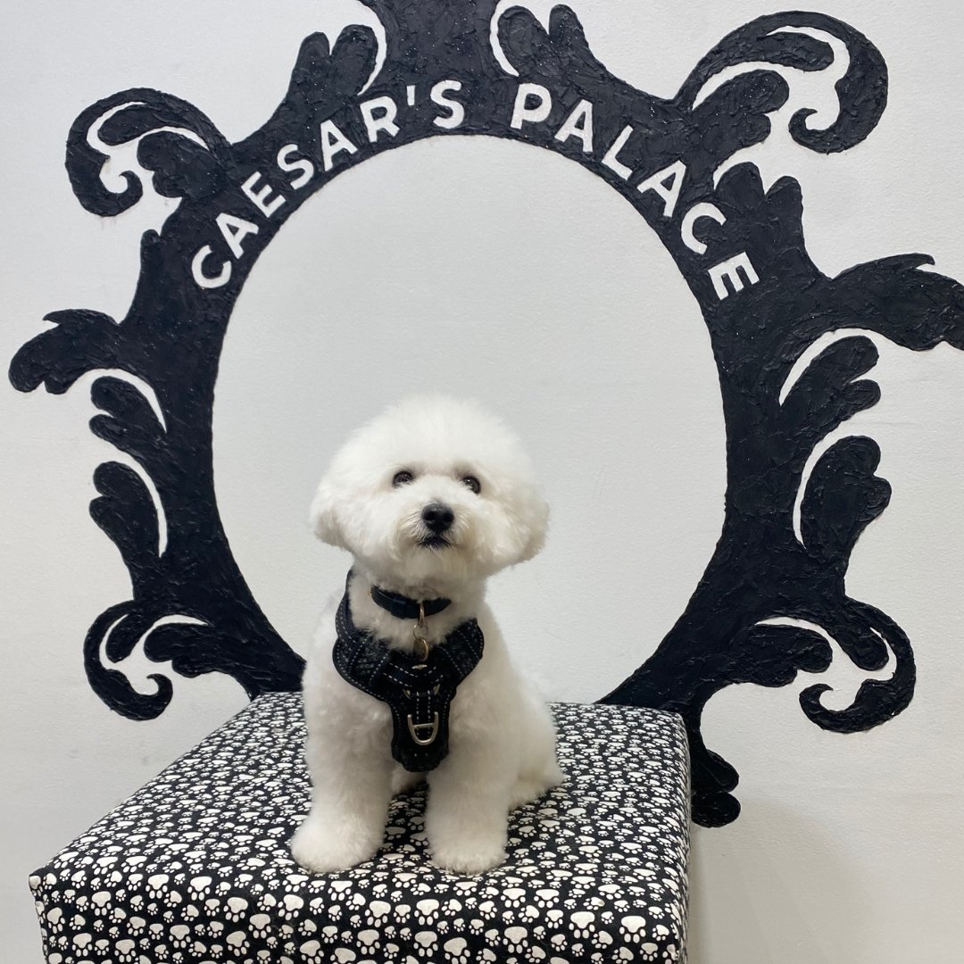 Meet Coco, our favourite little puffball. Coco's fur is as soft as it looks!

To book your pup in for a grooming service or doggy daycare, give us a call on 0456 653 736 or book on our website: https://www.caesarspalace.com.au/