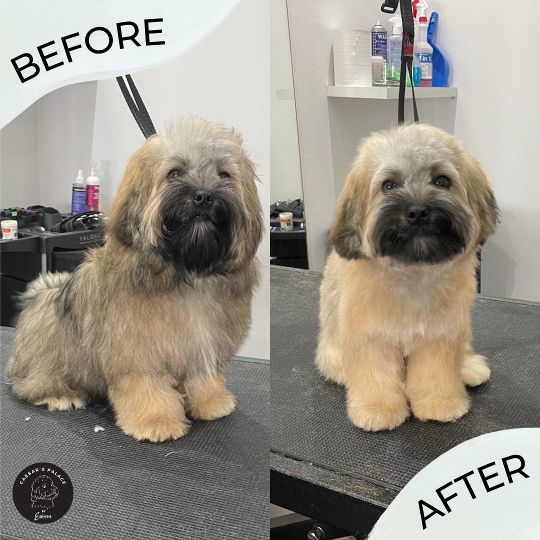 Winston is looking a whole lot smaller after losing all that extra fur. 

To book your pup in for a grooming service or doggy daycare, give us a call on 0456 653 736 or book on our website: https://www.caesarspalace.com.au/