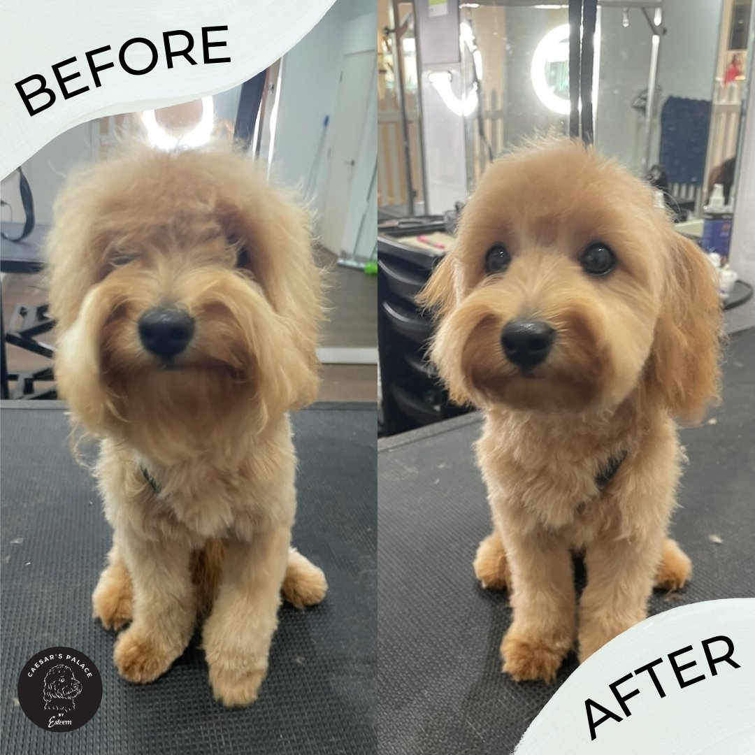 Luna is looking like a different fur baby entirely, showing off her big, beautiful eyes, 

To book your pup in for a grooming service or doggy daycare, give us a call on 0456 653 736 or book on our website: https://www.caesarspalace.com.au/