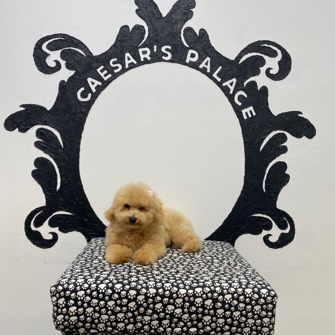 The cushion is almost too big for sleepy little Goldie. What a big day of enjoying our Puppy Tidy!

To book your pup in for a grooming service or doggy daycare, give us a call on 0456 653 736 or book on our website: https://www.caesarspalace.com.au/