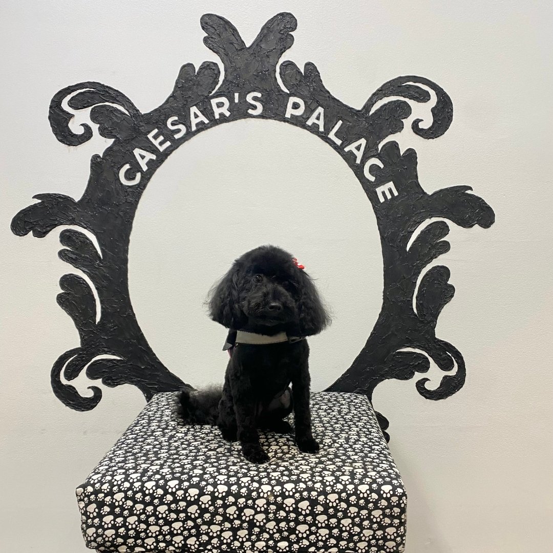 Meet Coco, rocking a red bow as an ear accessory. Very fashionable choice. 

To book your pup in for a grooming service or doggy daycare, give us a call on 0456 653 736 or book on our website: https://www.caesarspalace.com.au/