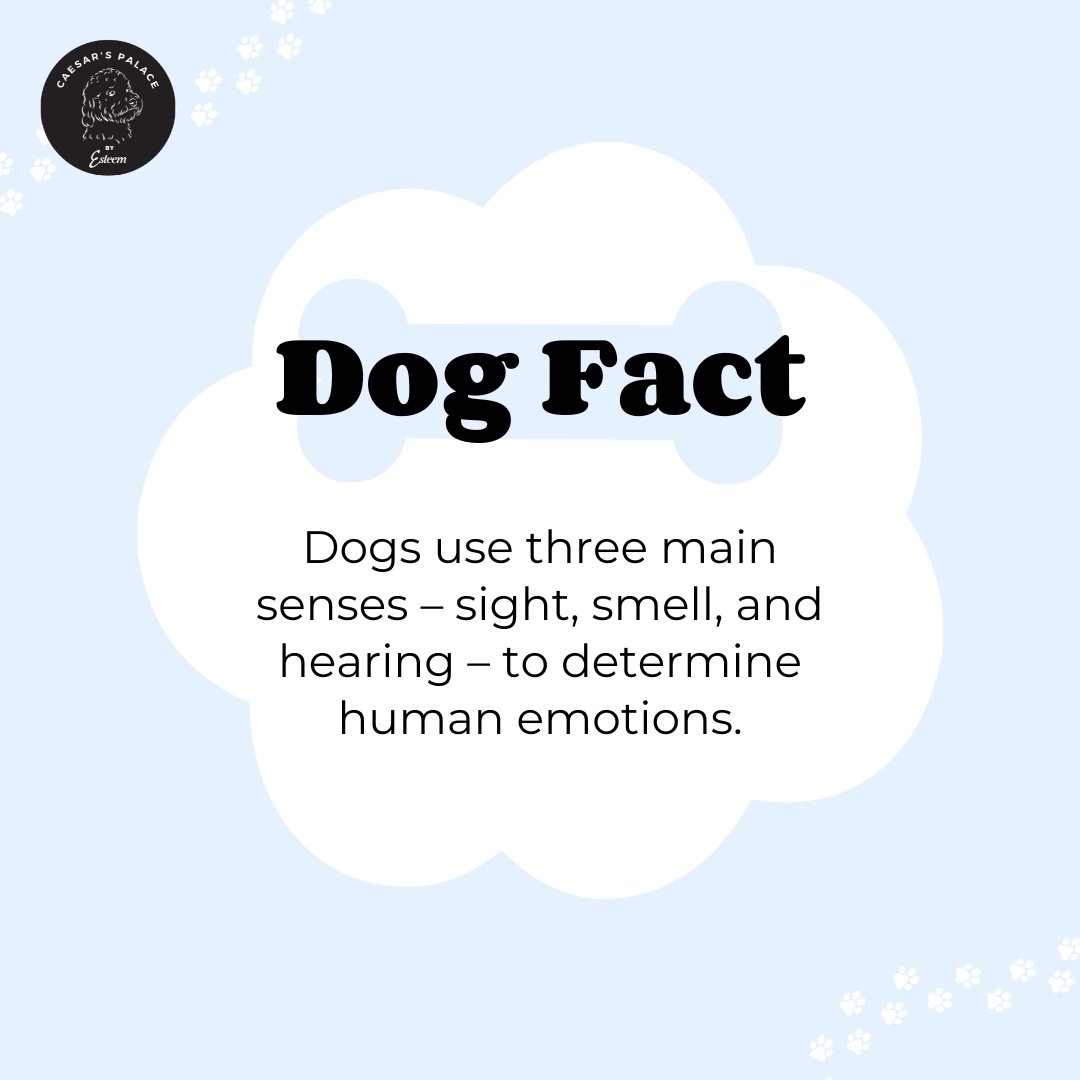 It's true! Dogs can use a combination of their different senses to recognize how you're feeling. It must make you wonder what happiness smells like. If you have any suggestions on what you think emotions smell like, feel free to leave them in the com