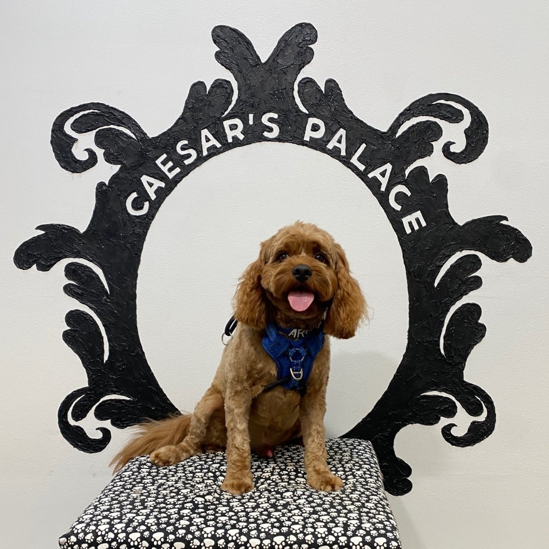 Archie is rocking his blue vest and new hairdo.

To book your pup in for a grooming service or doggy daycare, give us a call on 0456 653 736 or book on our website: https://www.caesarspalace.com.au/