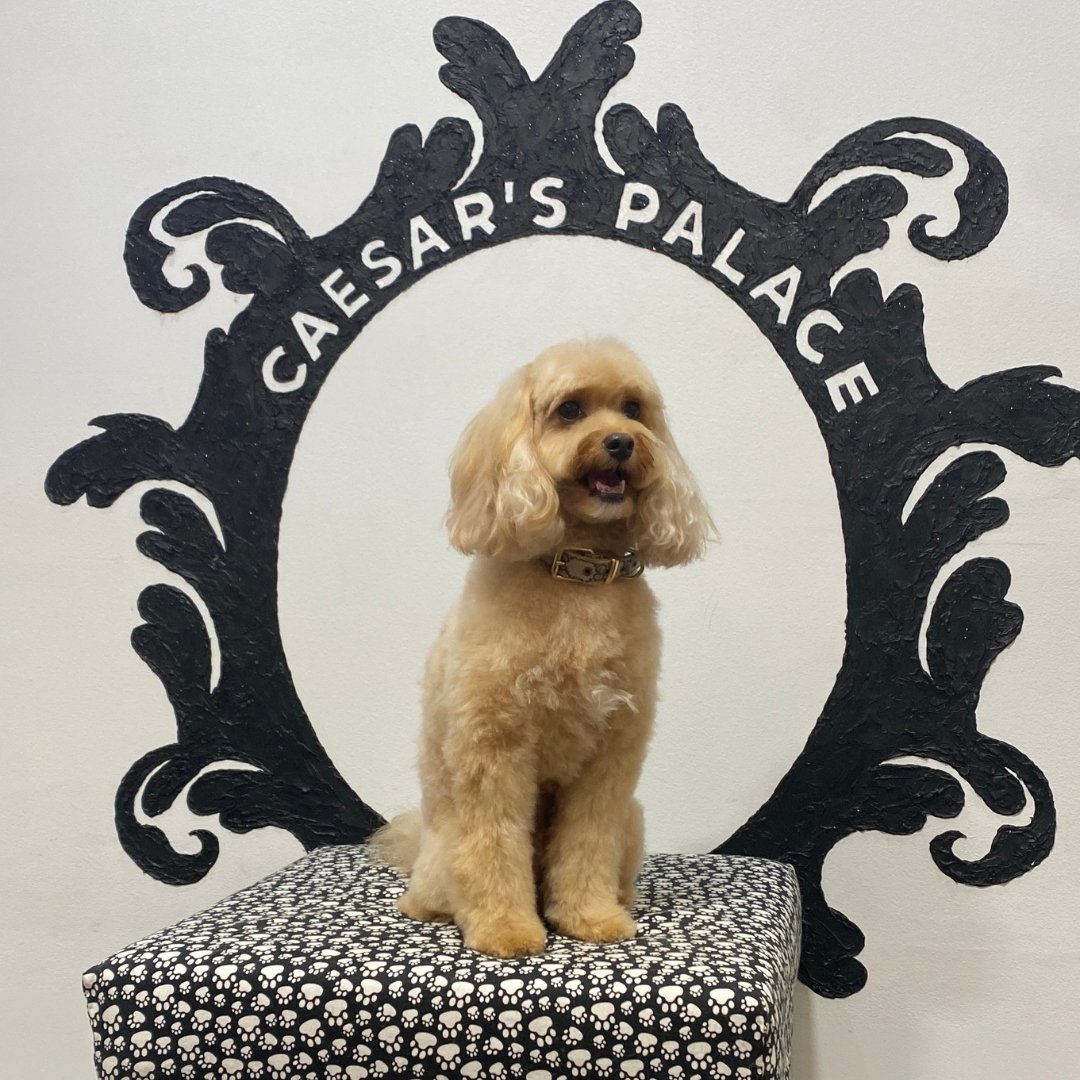 Enzo is looking stylish after his style groom.
What does a style groom include?
Wash, blow dry, brush out, comb through, nails trimmed, ears cleaned, plus full styling. Breed specific and long teddy clips.

To book your pup in for a grooming service 