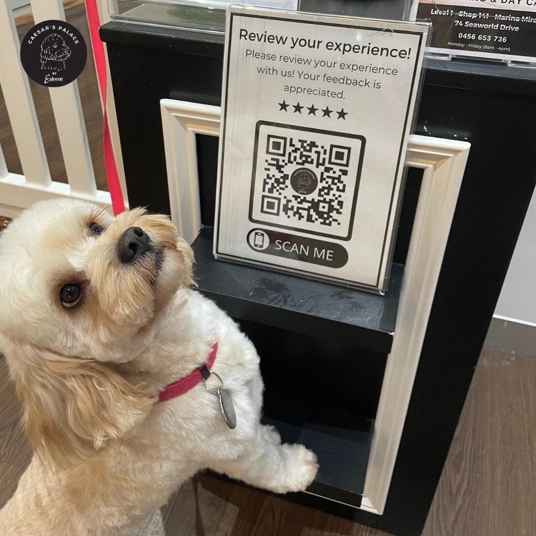 Benji is wondering if you've given us a 5 star review yet. We love hearing from all our pawsome clients.

To book your pup in for a grooming service or doggy daycare, give us a call on 0456 653 736 or book on our website: https://www.caesarspalace.co